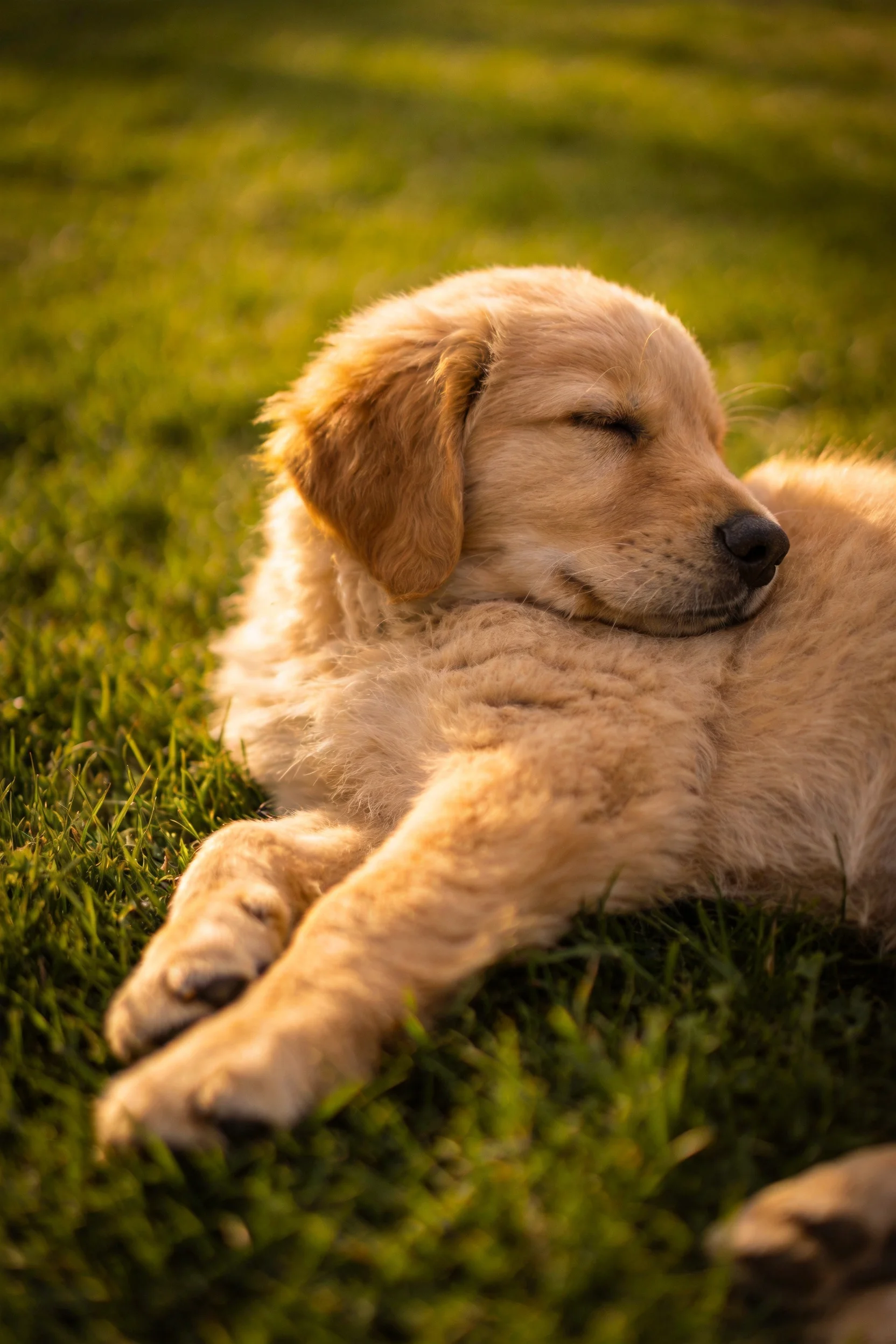 一只金毛寻回犬幼犬在绿色草地上休息，浅金色毛发在暖光下显得柔软蓬松。