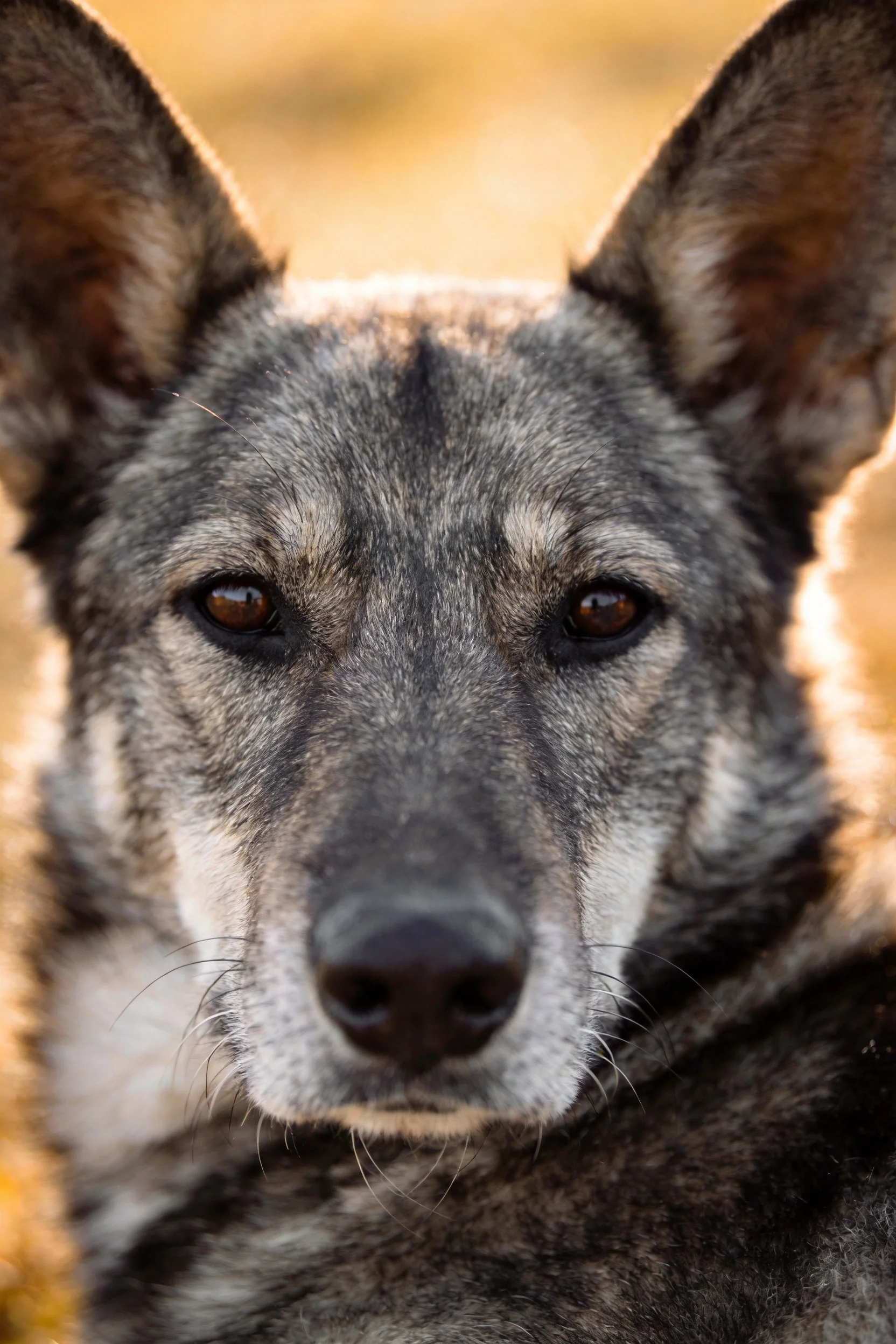 一只灰色野犬专注地凝视前方,黑灰相间的毛发在阳光下显得格外清晰,耳朵竖立,眼神锐利。