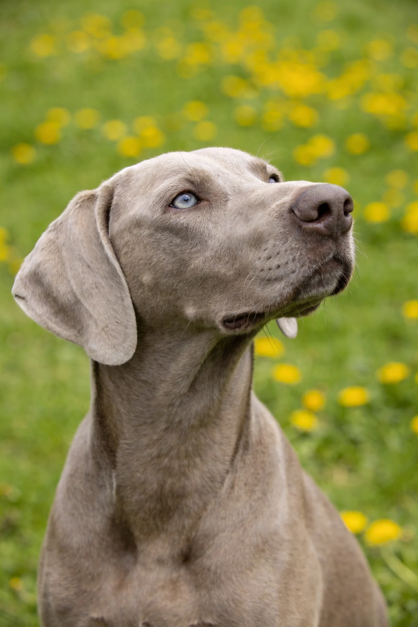 魏玛兰纳犬抬头仰望,银灰色皮毛光滑,背景是开满黄色小花的高草丛。