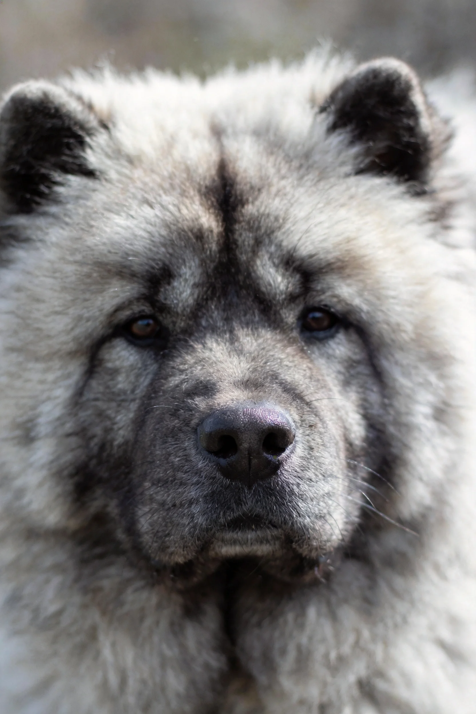 这只松狮犬有着浓密的浅灰色毛发,面部有深色斑纹,眼神平静。