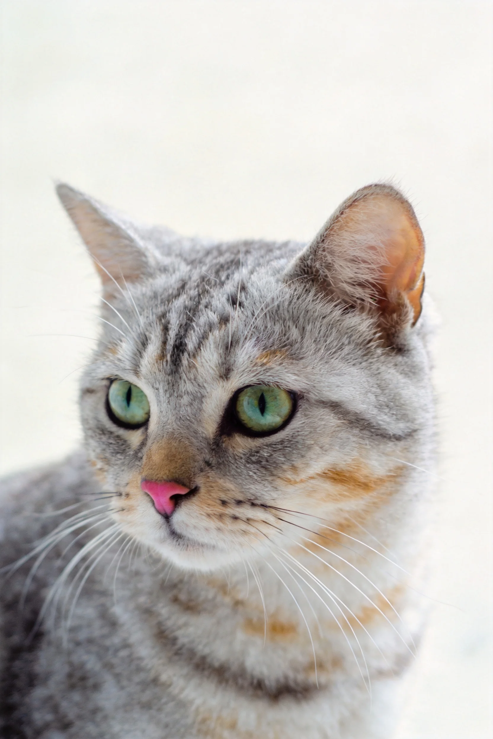 银虎斑短毛猫拥有明亮的绿色眼睛和柔软的灰色虎斑纹皮毛。