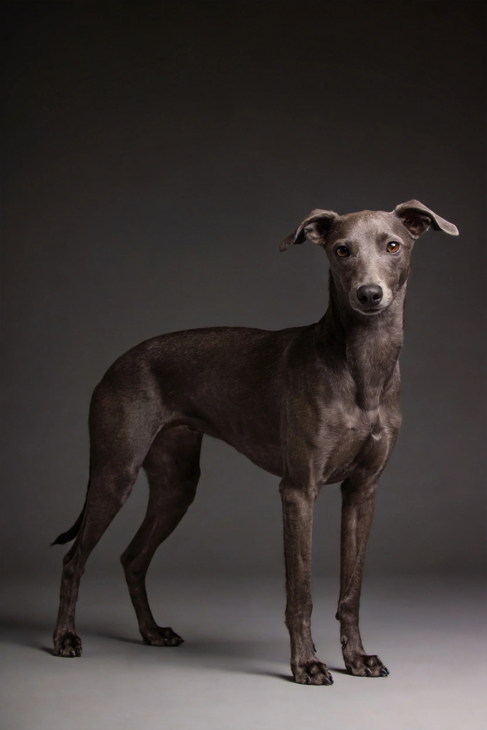 一只灵缇犬,它有着修长的四肢和深灰色顺滑毛发,耳朵下垂站立着。