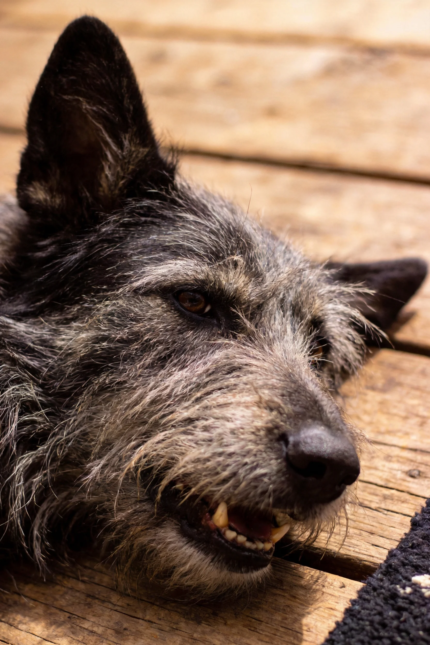 苏格兰梗犬趴在木制平台上,灰色毛发粗糙且浓密,嘴巴微微张开露出牙齿。