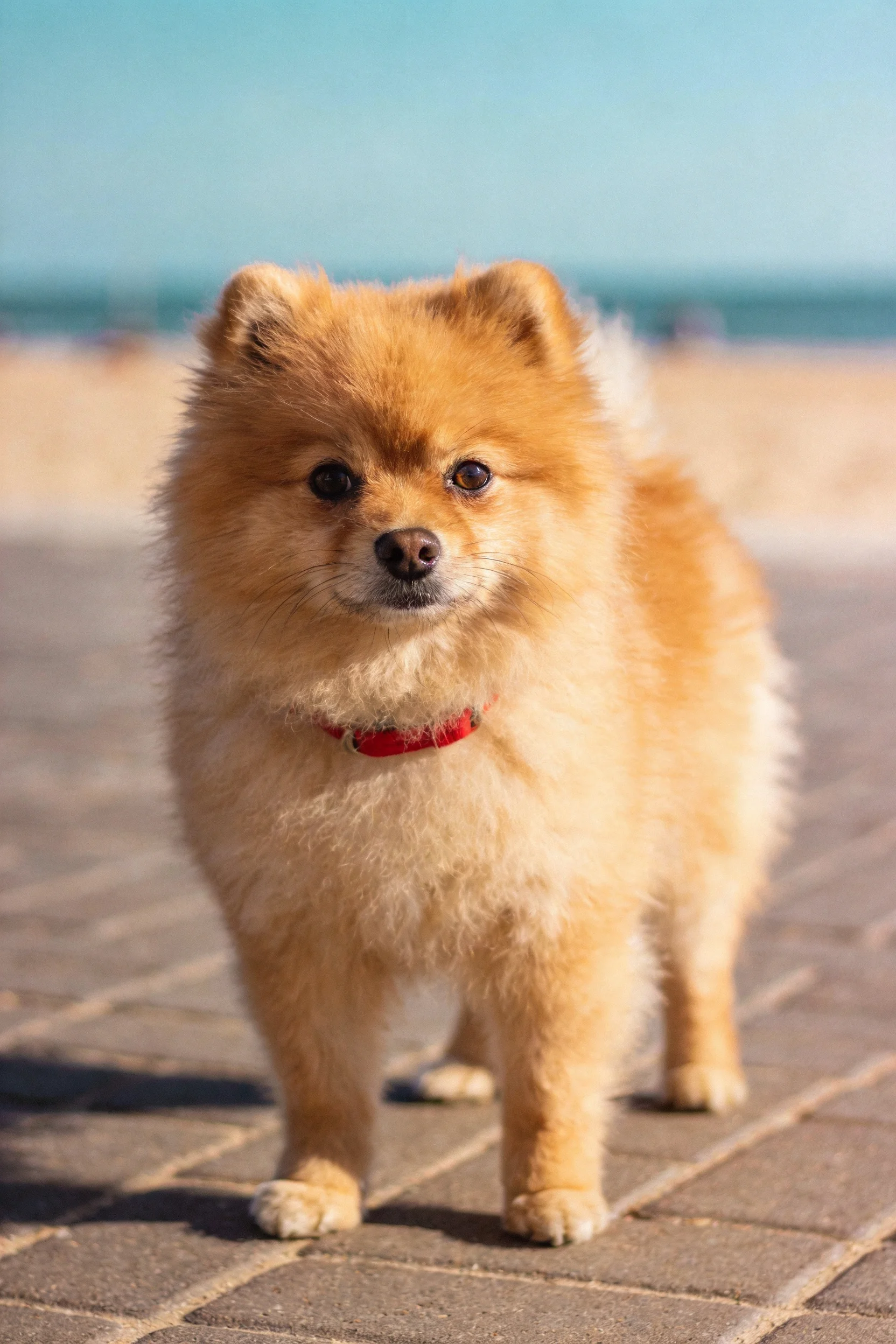 金棕色博美犬佩戴红色项圈,站立在砖石路面上的特写镜头,毛发蓬松柔软。