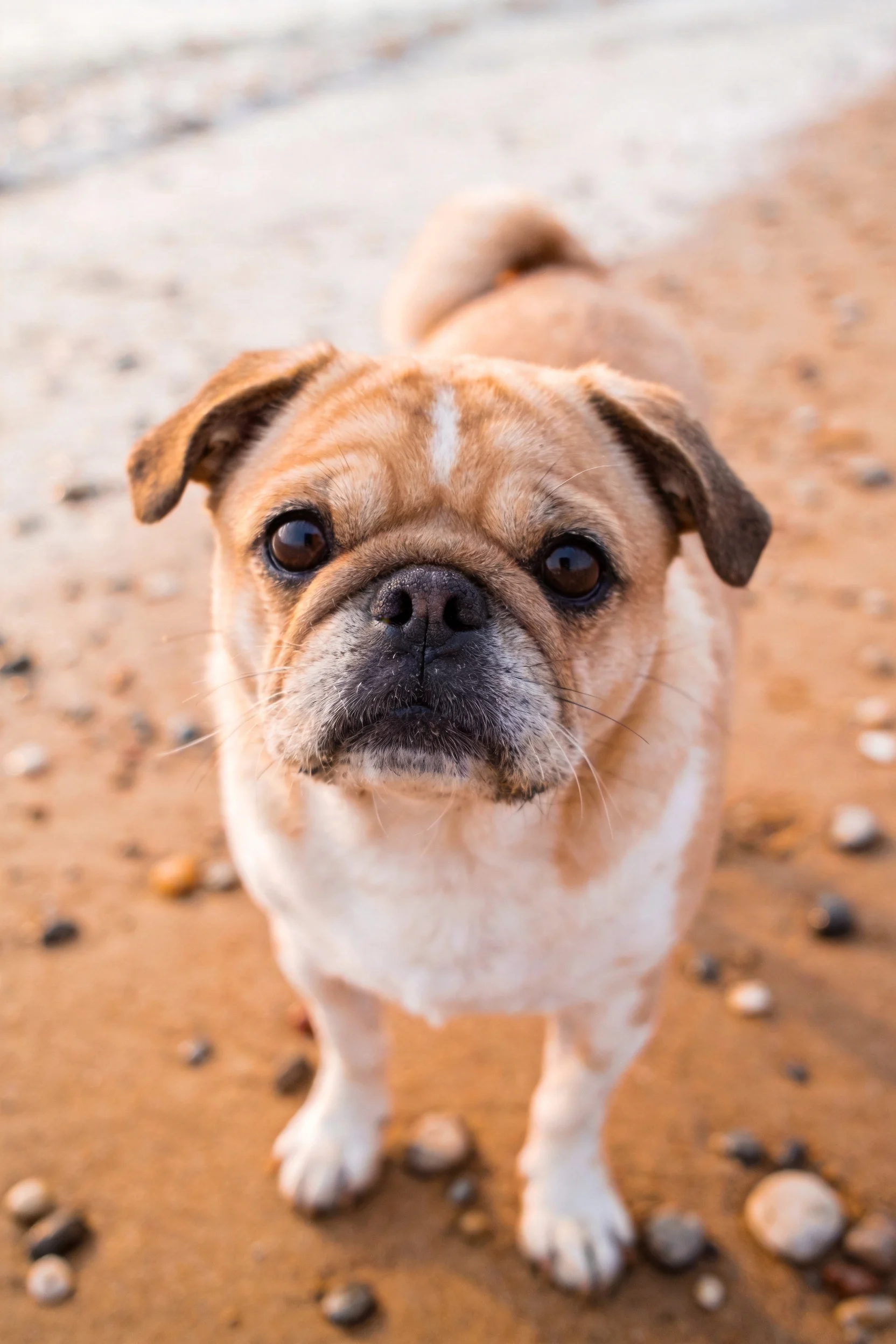 一只巴哥混血犬正站在沙滩上,它有着浅棕色带白色斑纹的外表,黑色的鼻头和圆溜溜的大眼睛注视着镜头,周围布满了不同大小的石子。