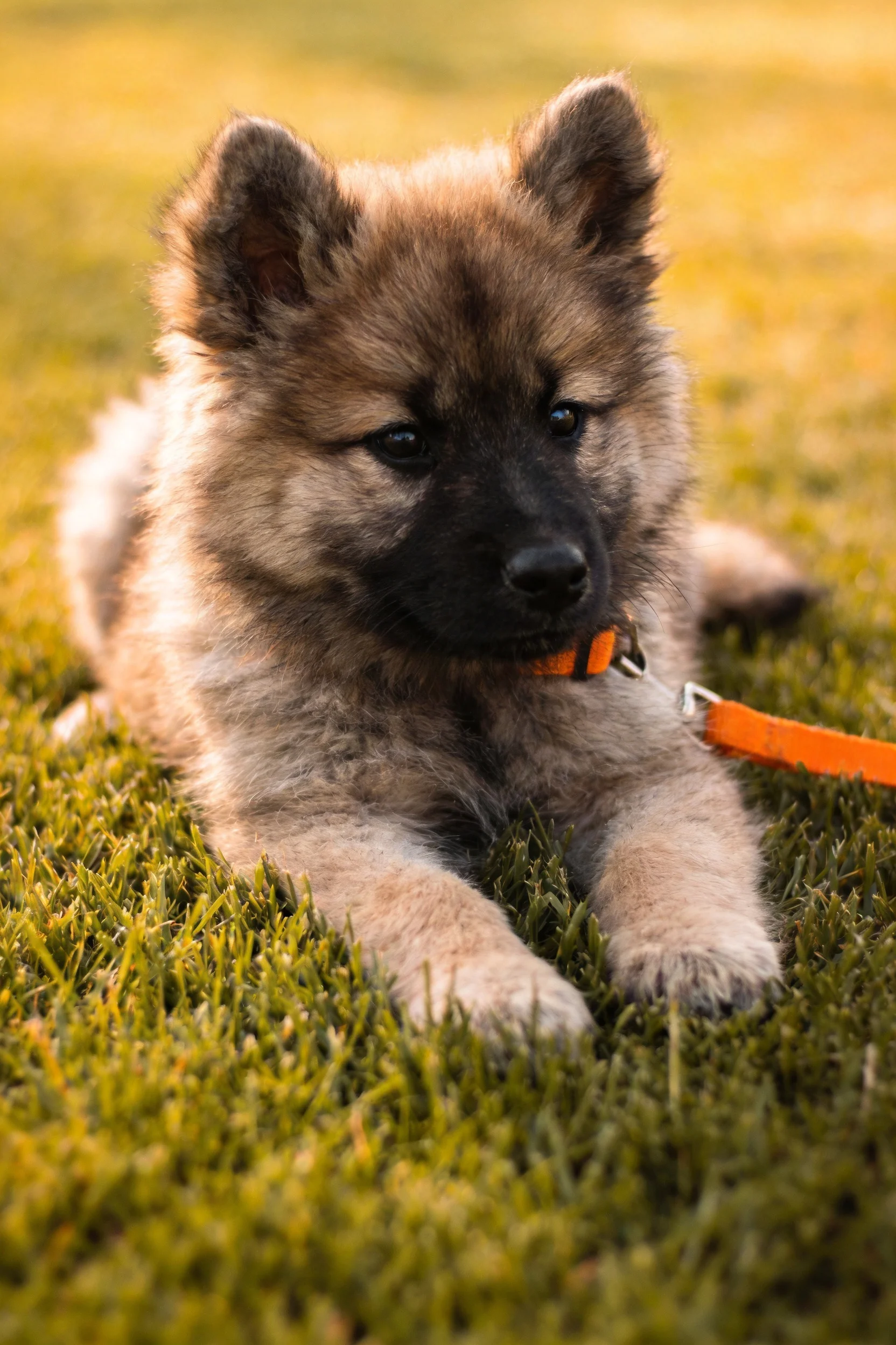 凯斯洪德幼犬趴在草地上,脖颈处挂着橙色牵引绳,毛发浓密柔软。