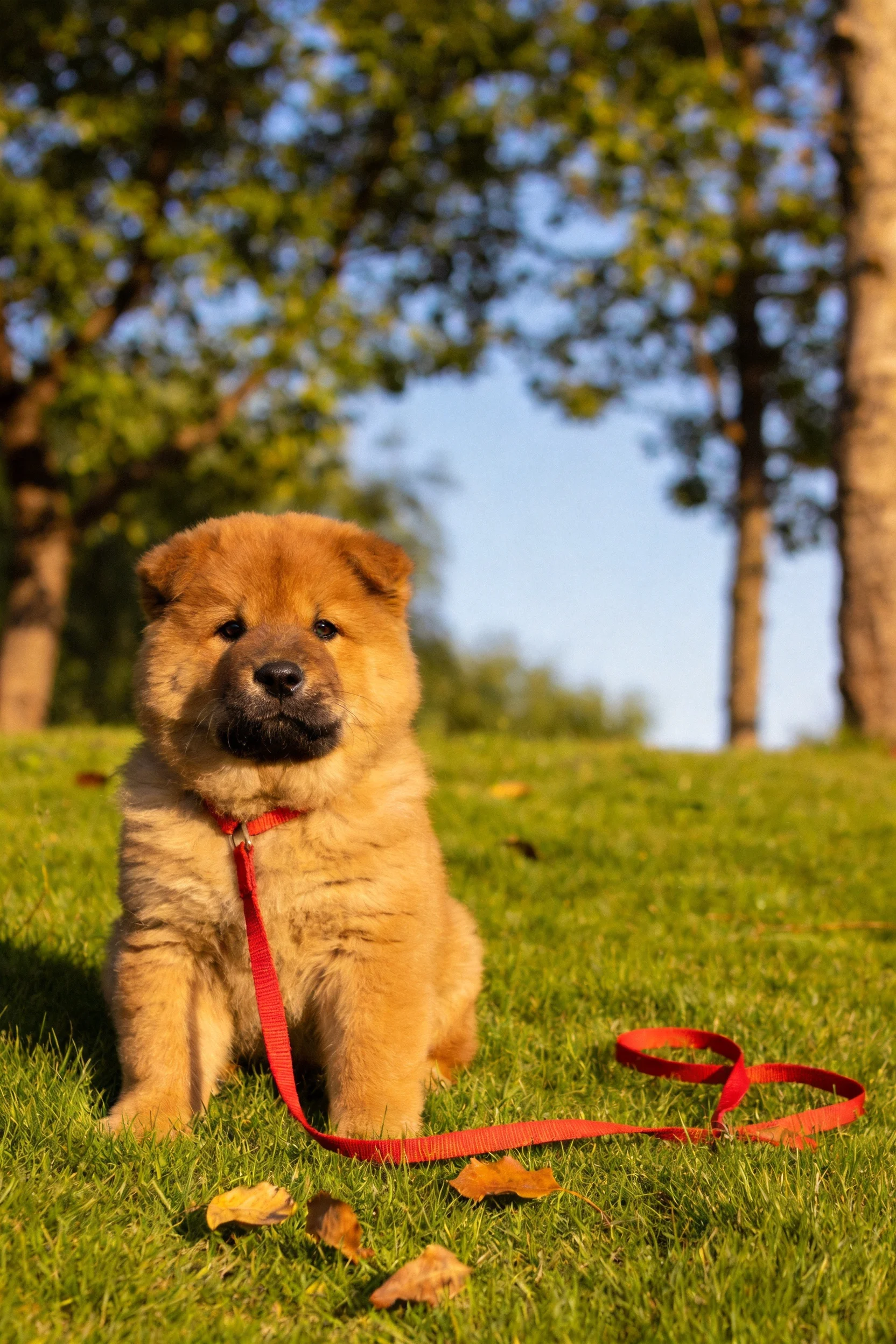 一只毛色浅棕的幼年狆犬安静坐在阳光明媚的草坪上，脖颈处系着红色牵引绳，蓬松的毛发在阳光下显得着暖光。