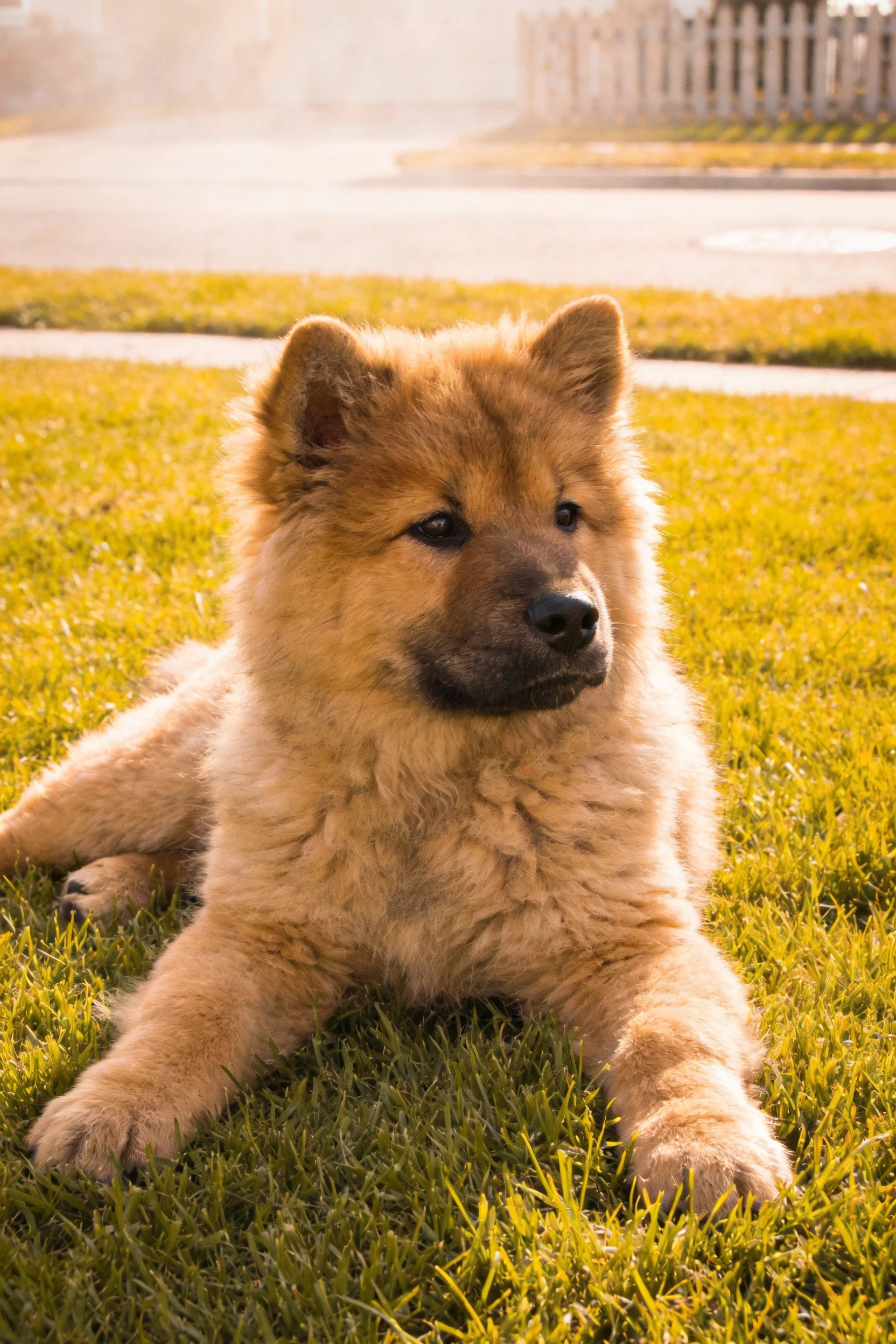 中华獒犬幼崽趴在草地上,金棕色毛发柔软贴附在身体表面。