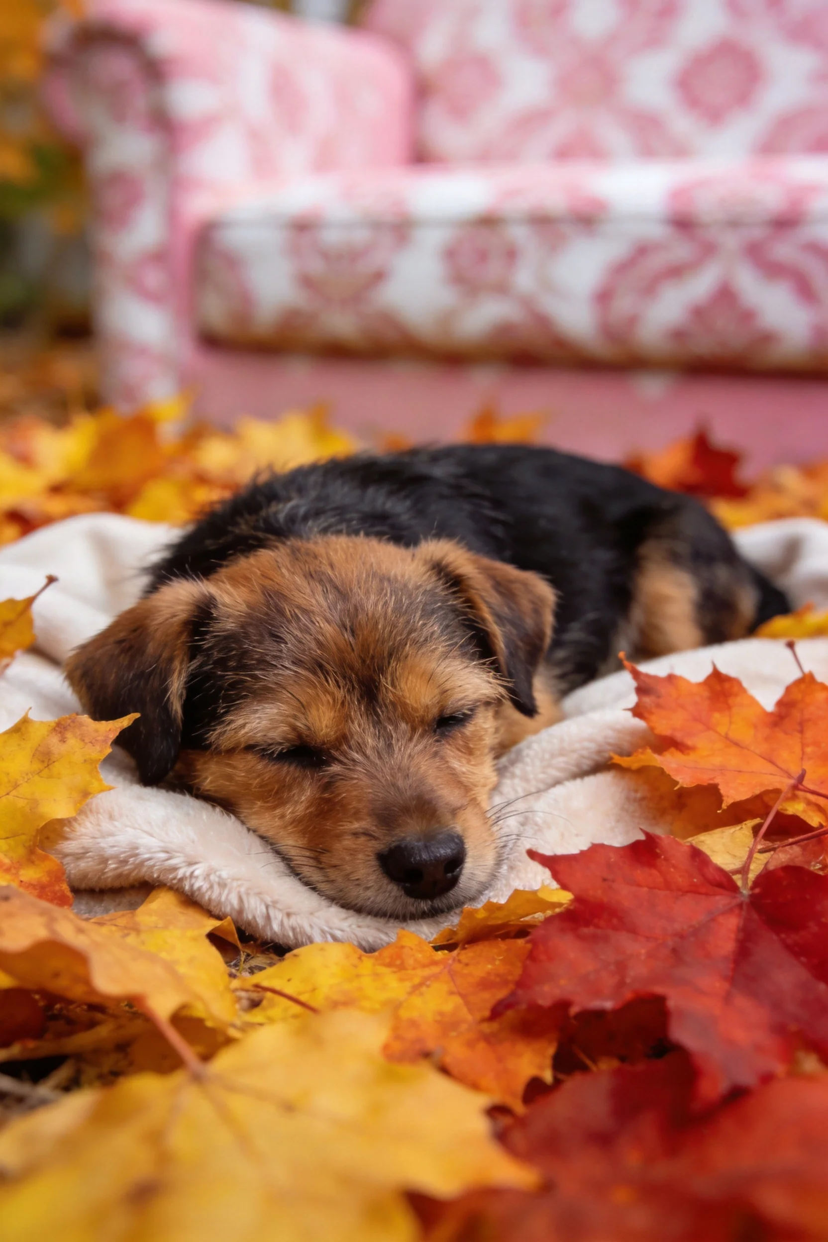 短毛混种梗犬闭着眼趴在毛毯上,周围环绕着色彩鲜艳的枫叶。