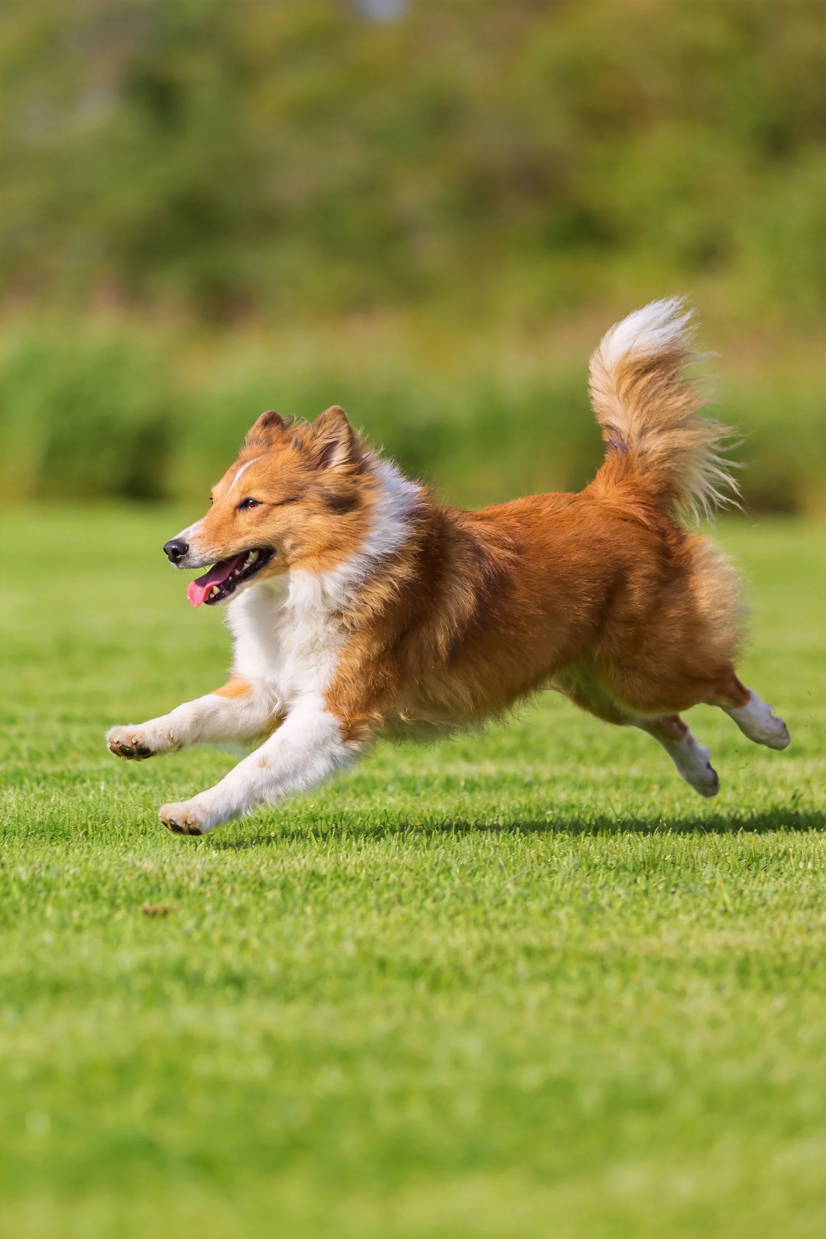 设得兰牧羊犬在绿地奔跑,金棕白相间的长毛随风扬起。