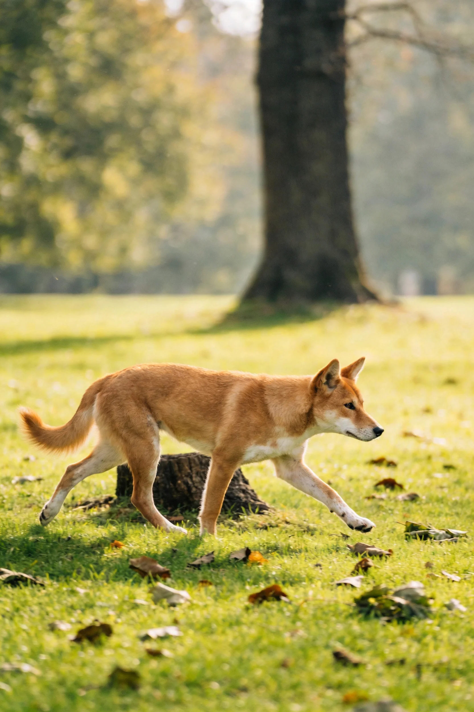 澳洲野犬浅棕色皮毛在阳光下清晰可见,腿部有白色斑纹,正在草地上行走。