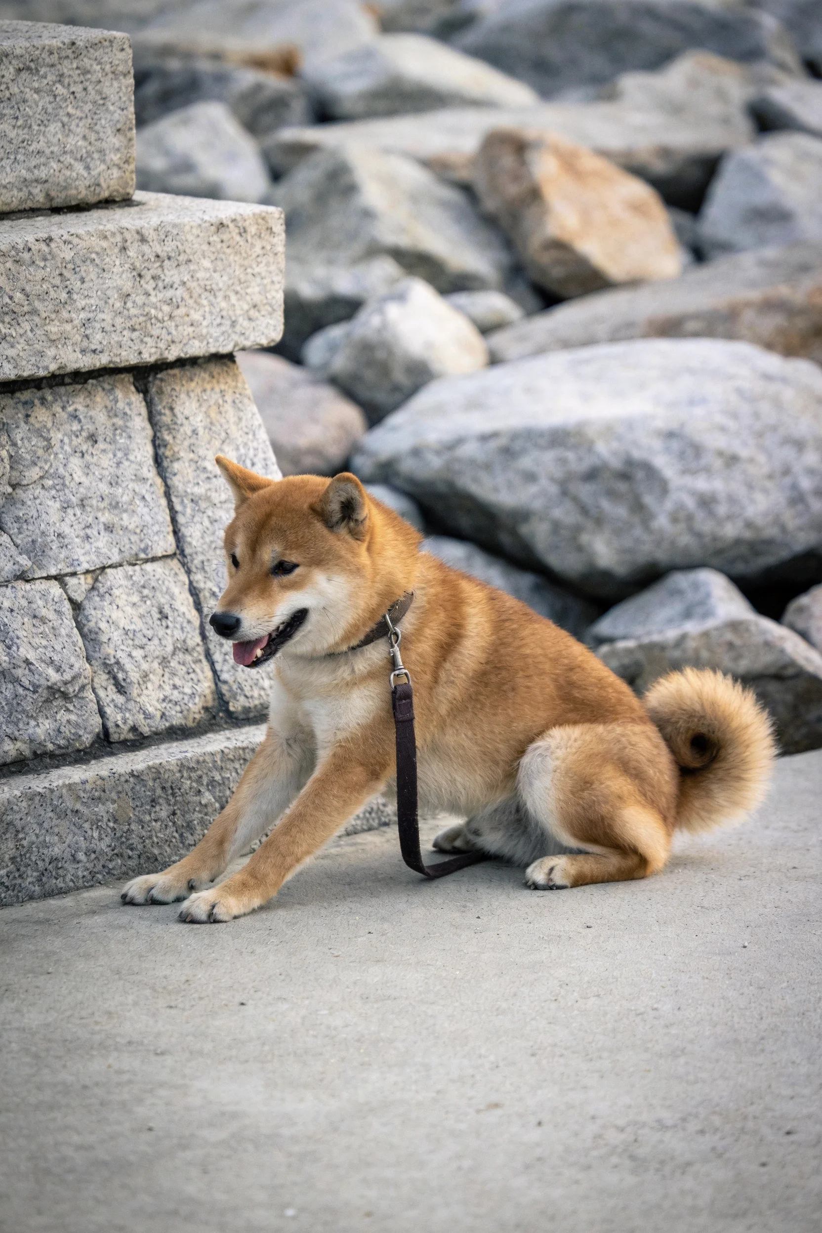 秋田犬有着红棕色毛发,正坐在石墙旁,周围环绕着大小不一的石块。