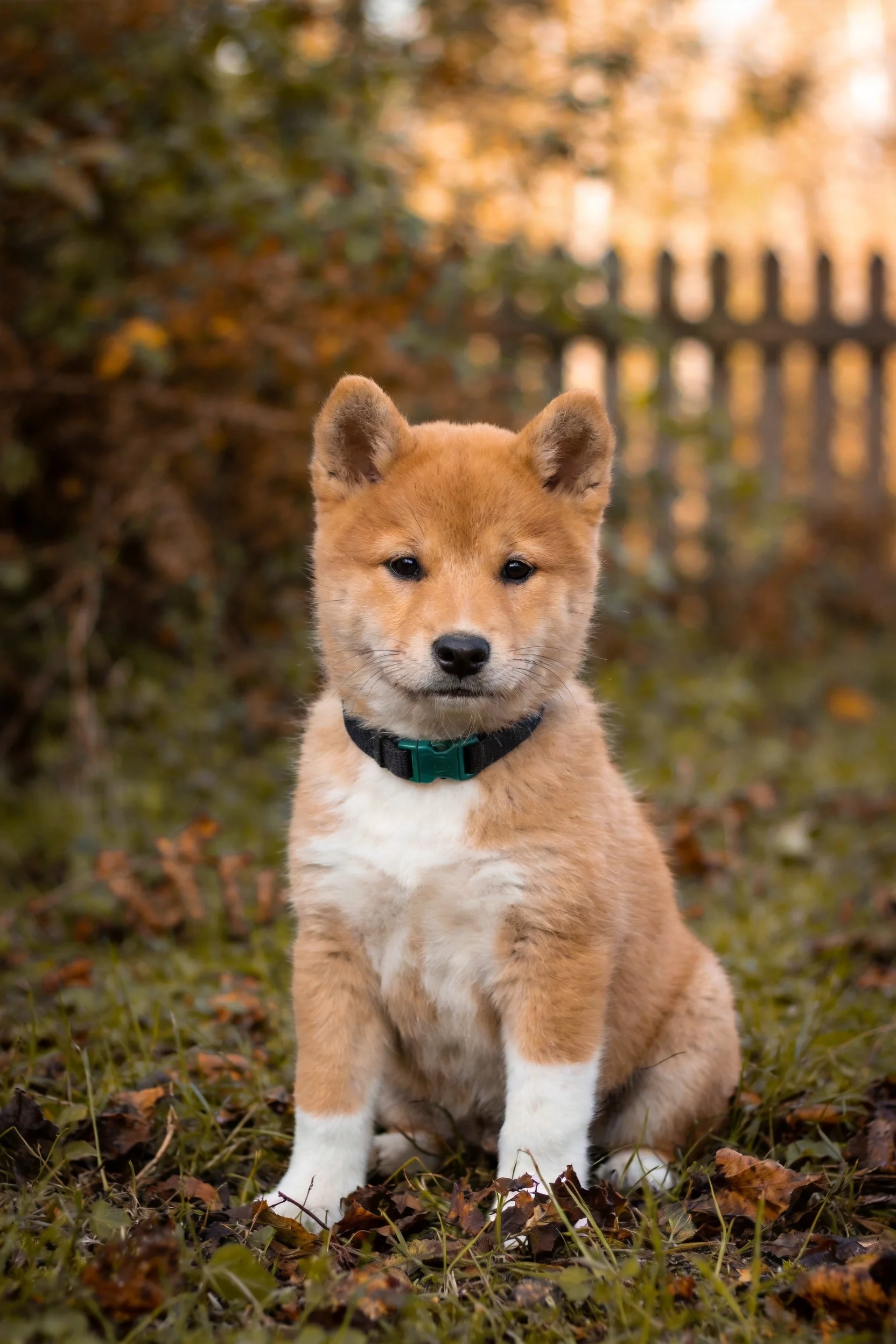 柴犬幼犬有着浅棕色毛发和白色爪部,佩戴着深色项圈安静坐在草地上。