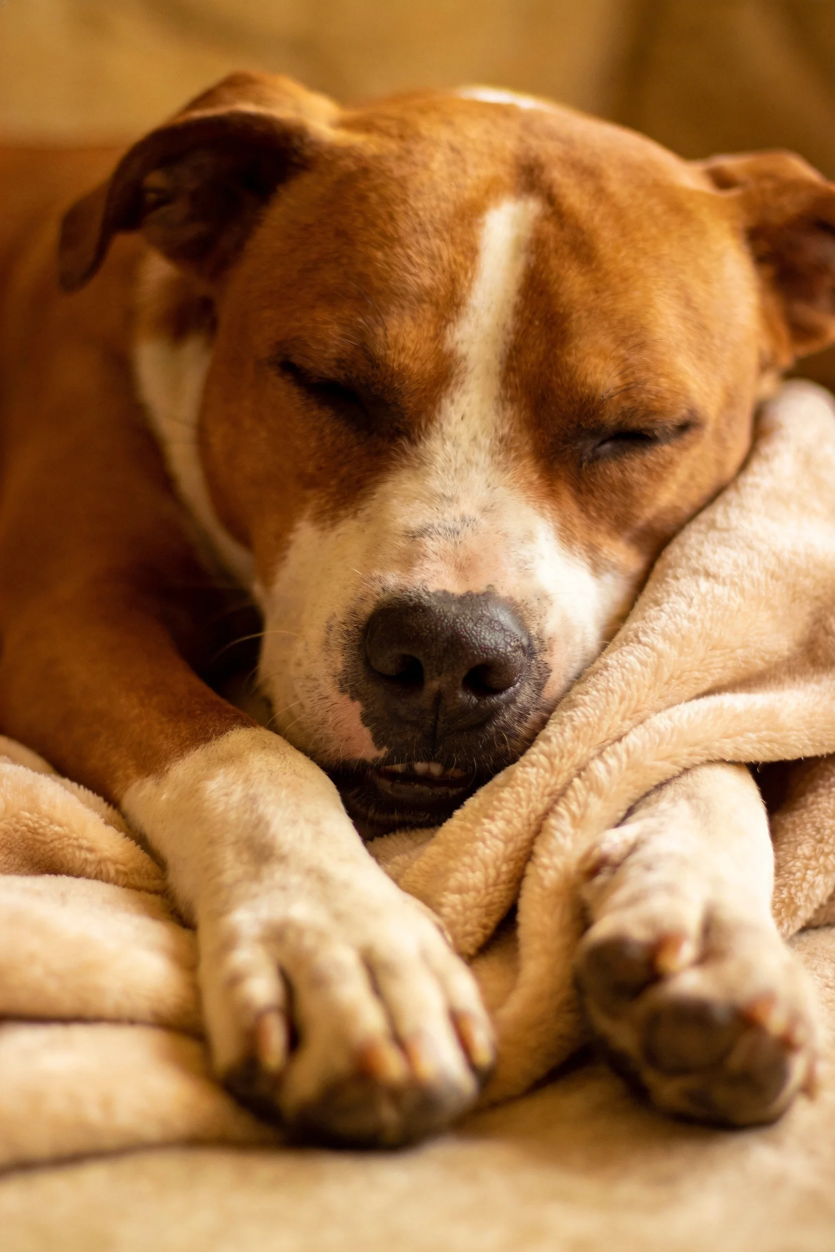 斯塔福梗犬双眼紧闭趴在浅棕色柔软毯子上,身体棕白相间的毛发清晰可见。