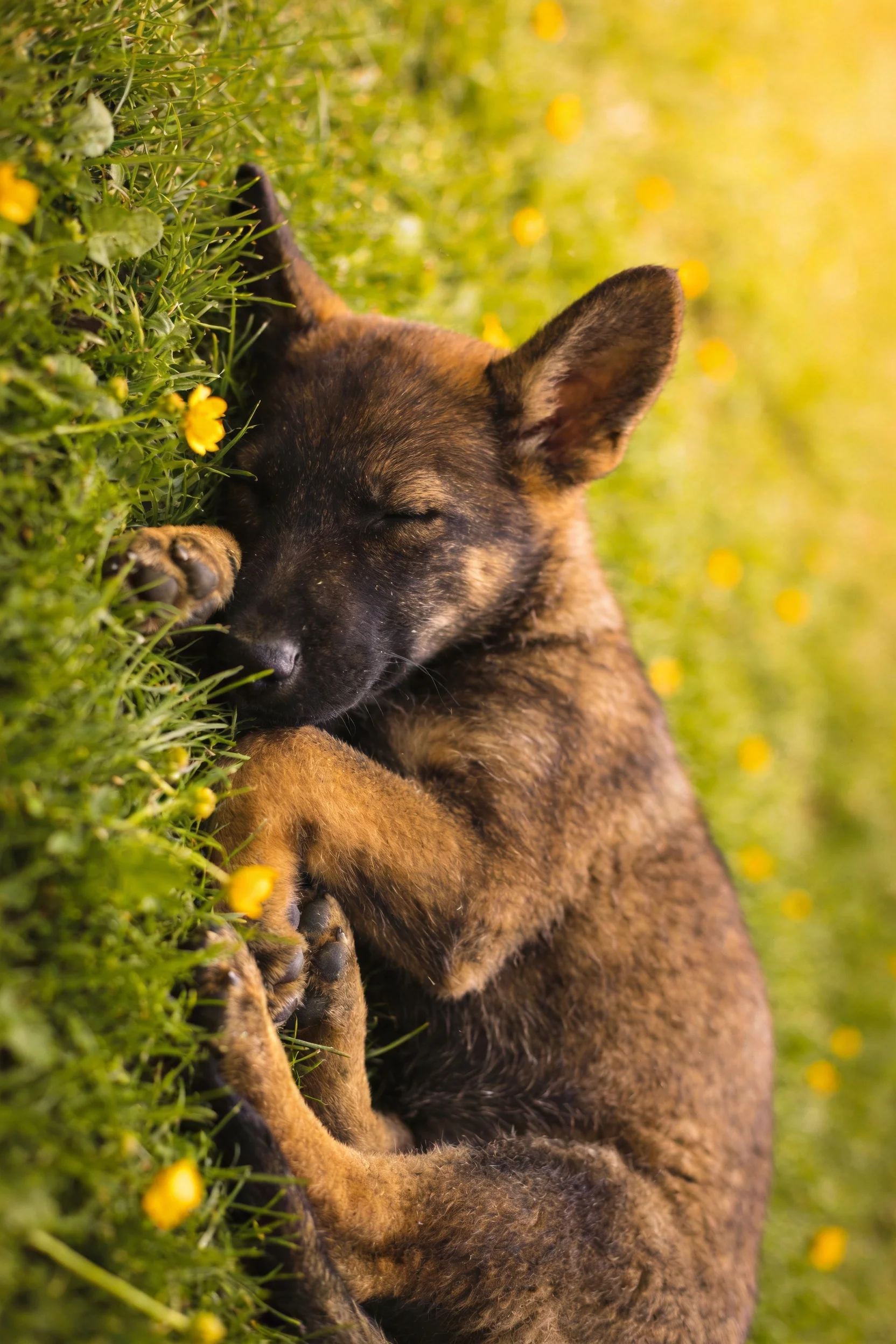 德国牧羊犬幼犬深褐浅棕相间的皮毛紧贴在草茎旁,周围环绕着明黄色小花。