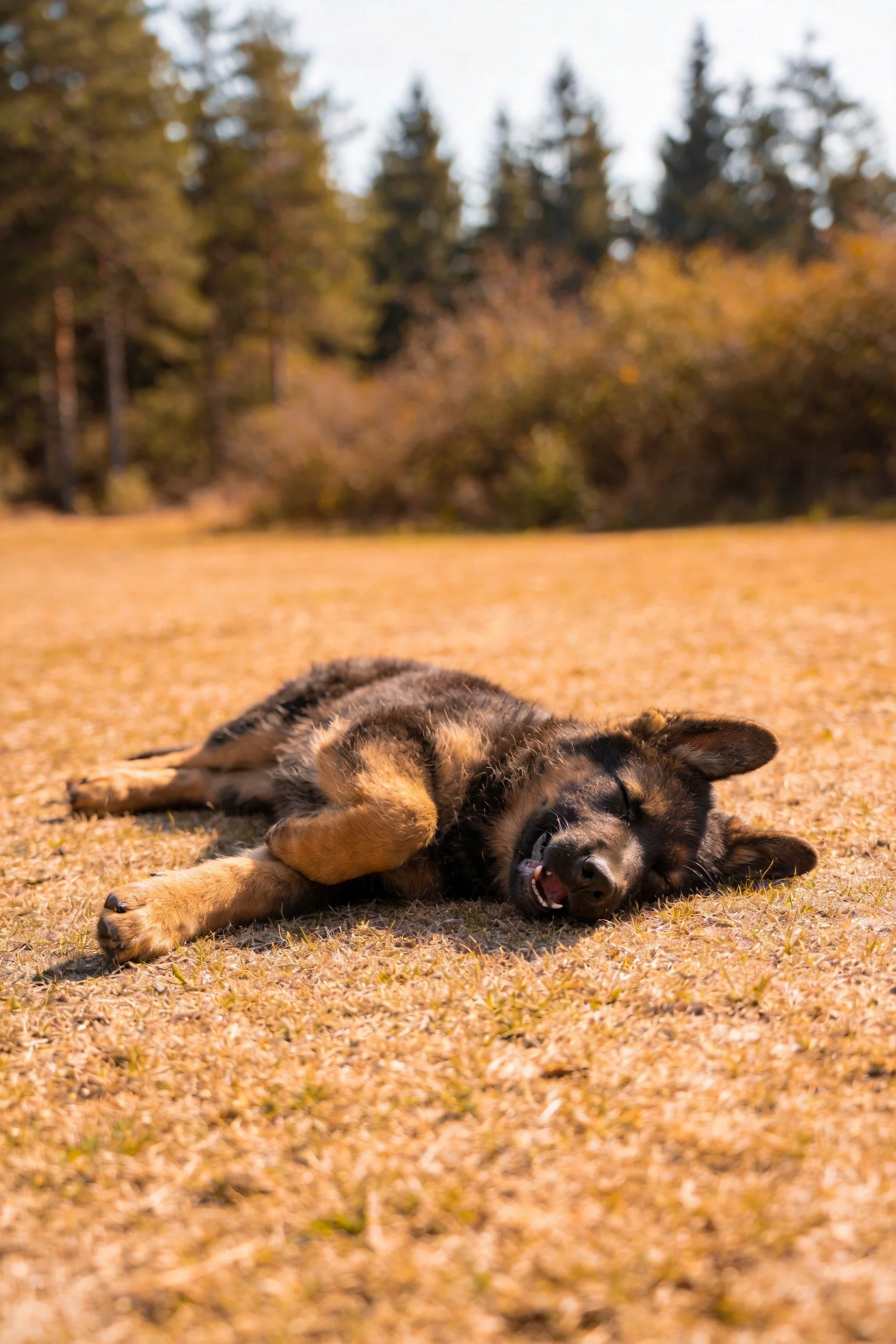 德国牧羊犬幼犬闭眼躺卧在干燥草地上,毛发短而浓密,姿态放松。