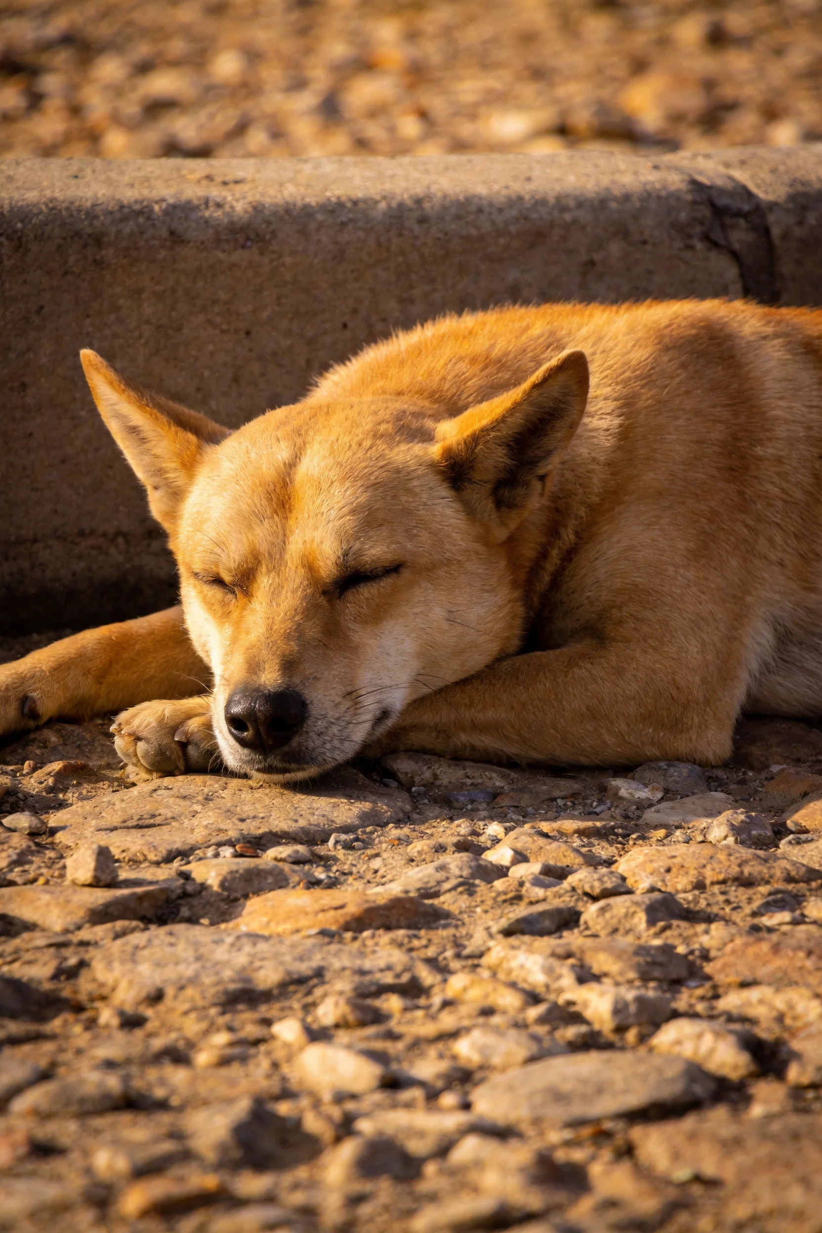一只浅棕色皮毛的澳洲野犬趴在石板地面上闭着眼睛休息,前爪姿态放松。