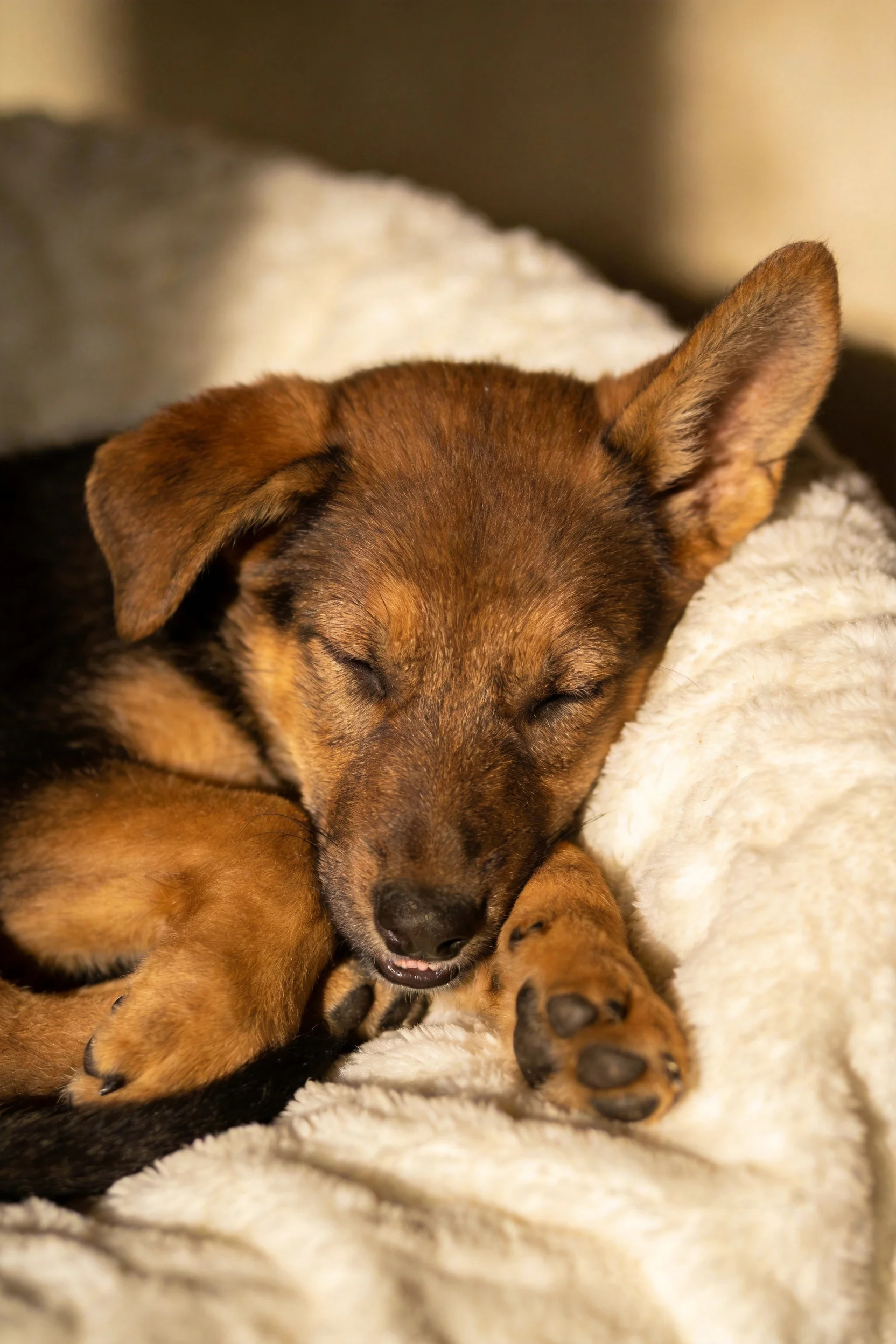 德国牧羊犬幼犬双眼闭合处于睡眠状态,毛发呈深浅棕色渐变,前爪伸展贴在柔软毯面上。