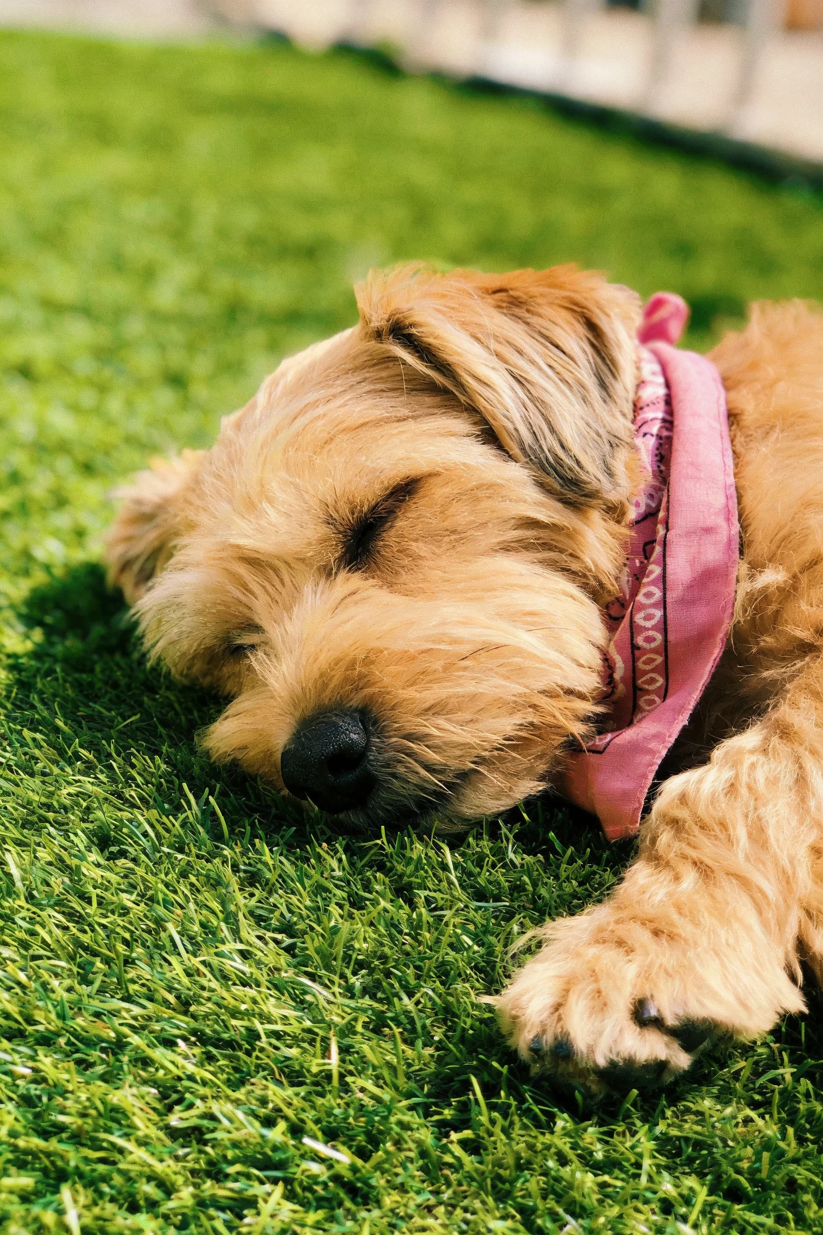 诺福克梗犬闭眼休憩,浅棕色卷毛与绿色草坪形成鲜明对比。