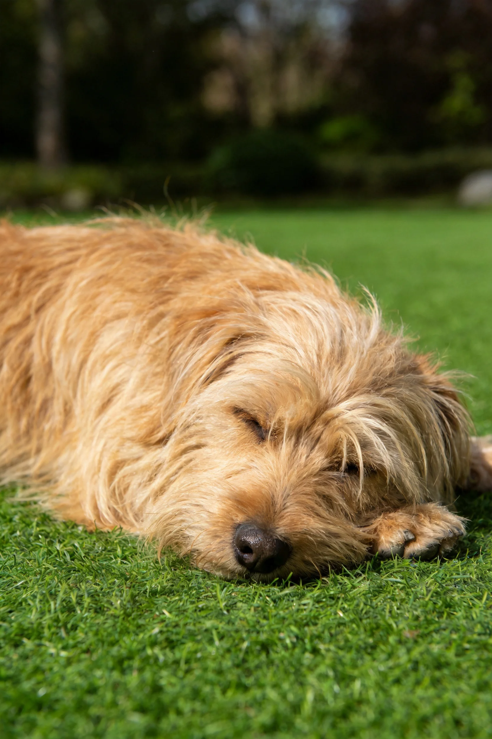 一只软毛爱尔兰梗犬将浅棕色卷曲毛发贴在草地上休息,呈现放松姿态。