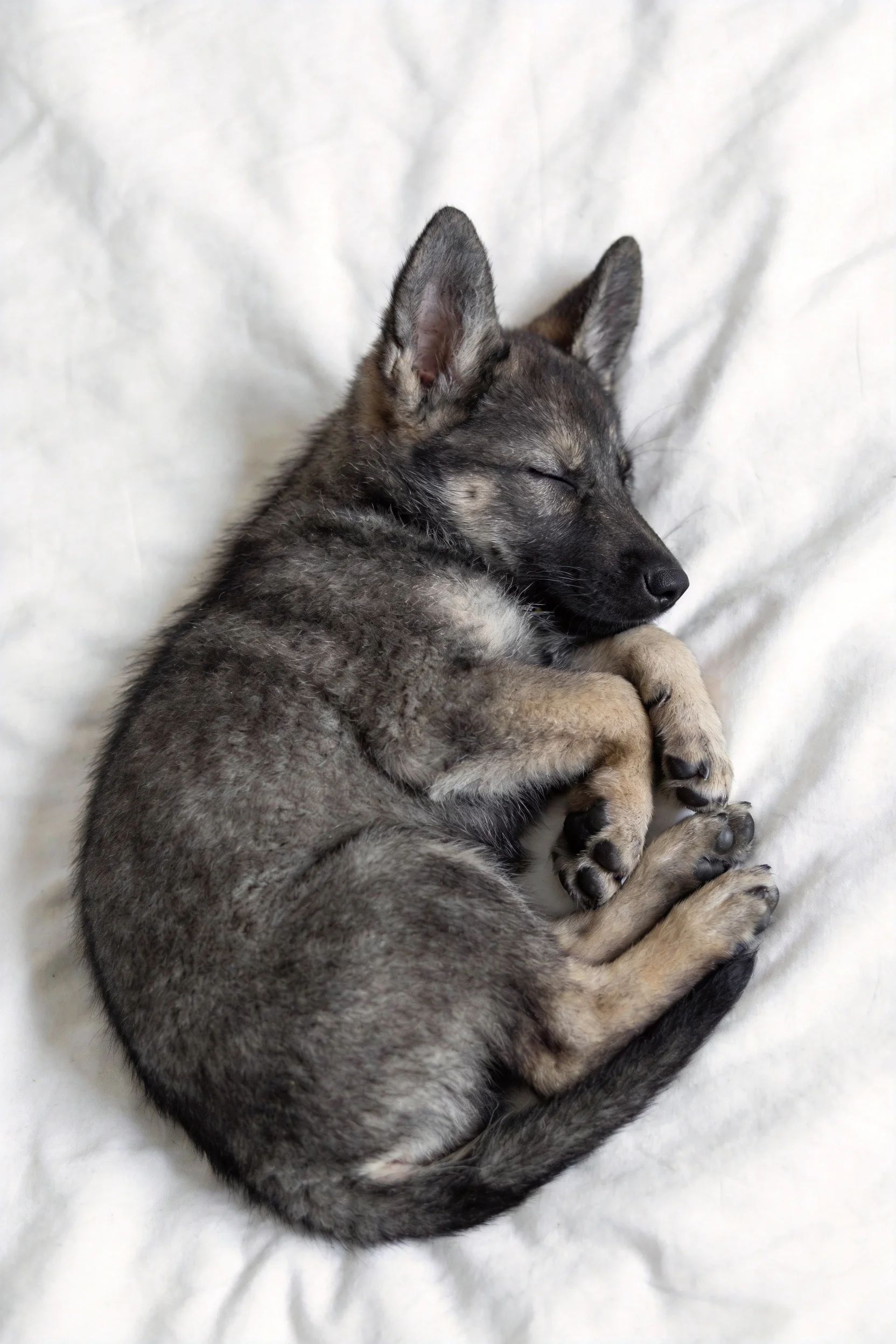 一只德国牧羊犬幼犬,有着灰色带浅褐色斑纹的卷毛,安静地蜷缩在白色床品上。