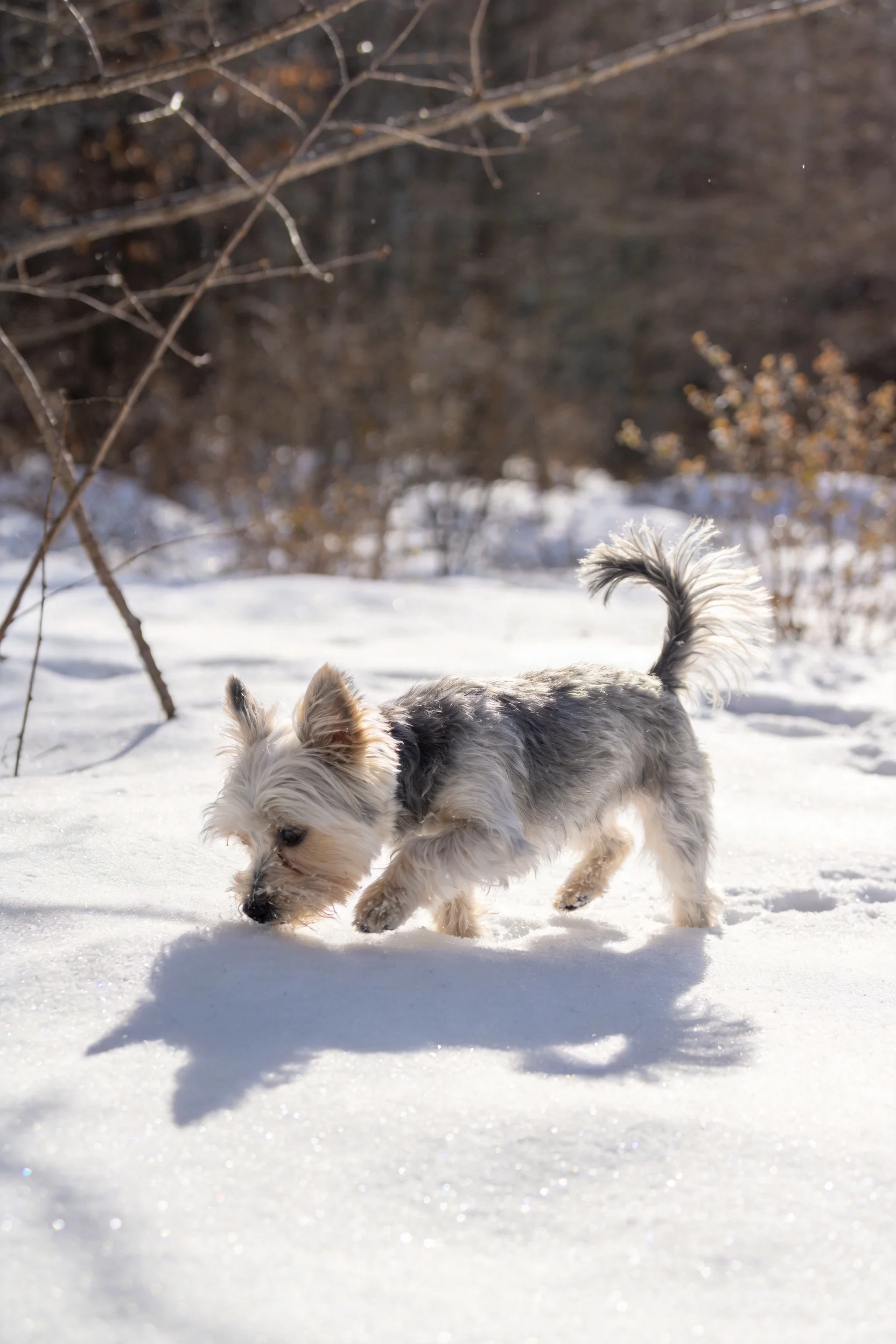 约克夏梗犬在雪地行走,灰白相间的毛发清晰可见,影子投射在雪面上。