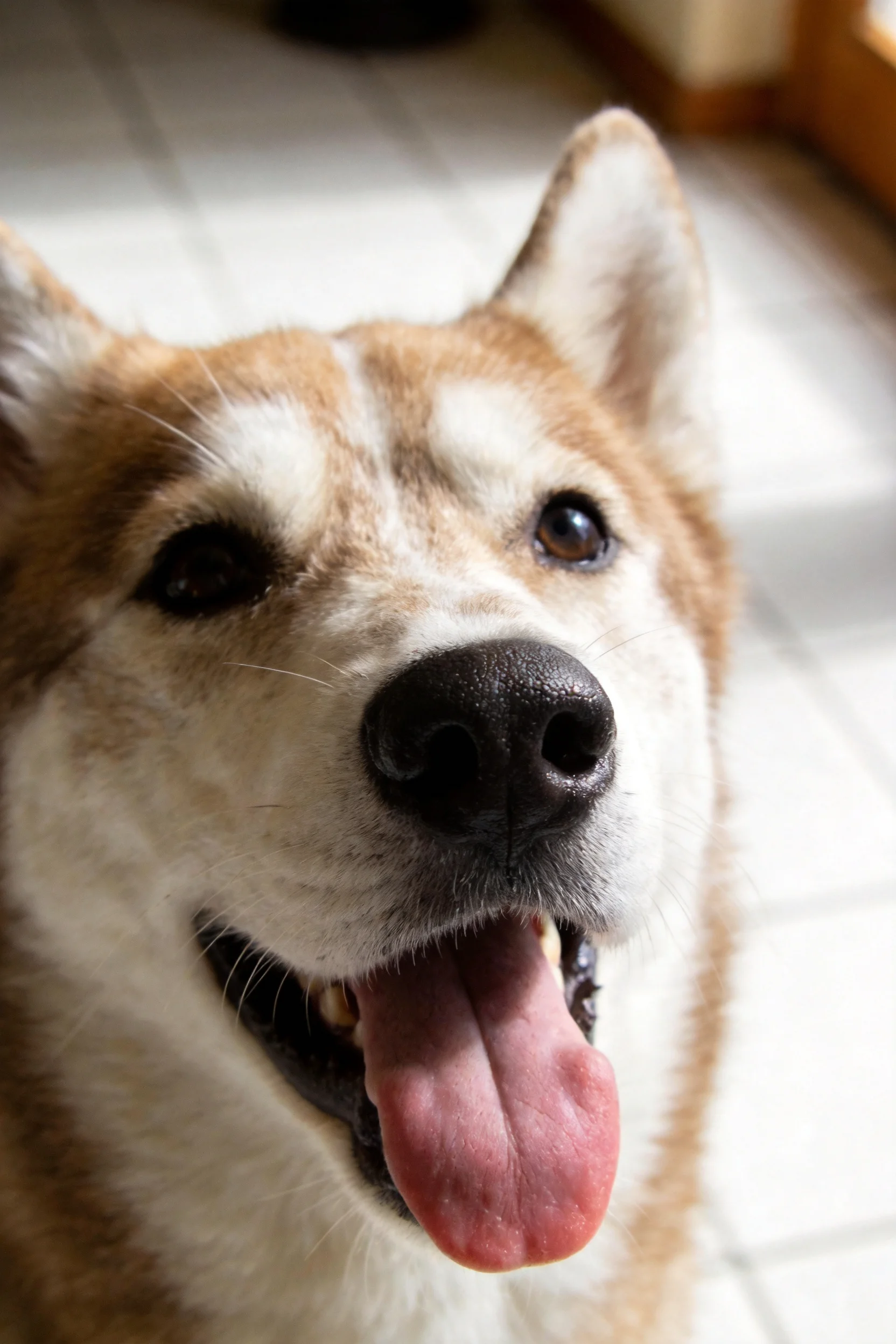 一只柴犬面向镜头,红白相间的被毛,黑色的鼻头,粉红色舌头外露。