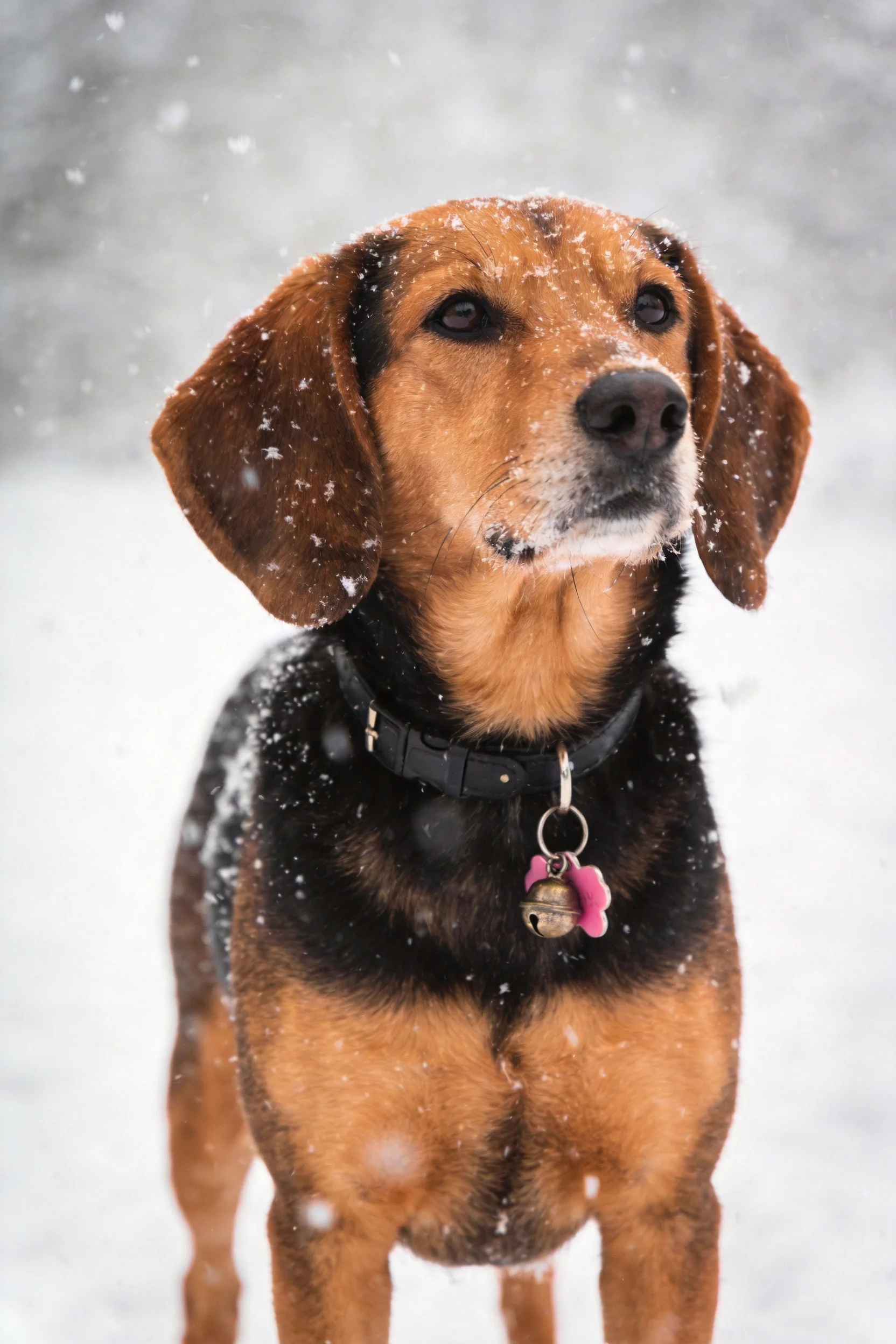 一只黑棕相间的猎犬站在雪地中,身上沾有雪花,佩戴着带有粉色装饰的项圈。
