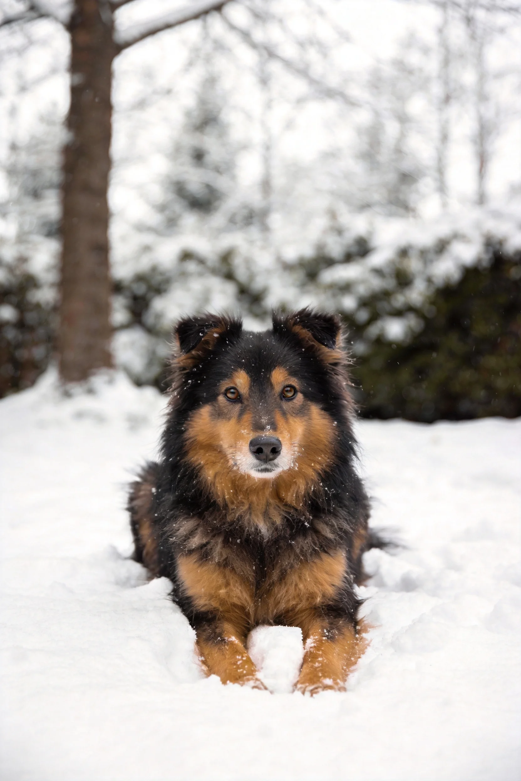 一只黑棕相间混种牧羊犬趴在雪地上,毛发蓬松且带有明显的色块分布特征。