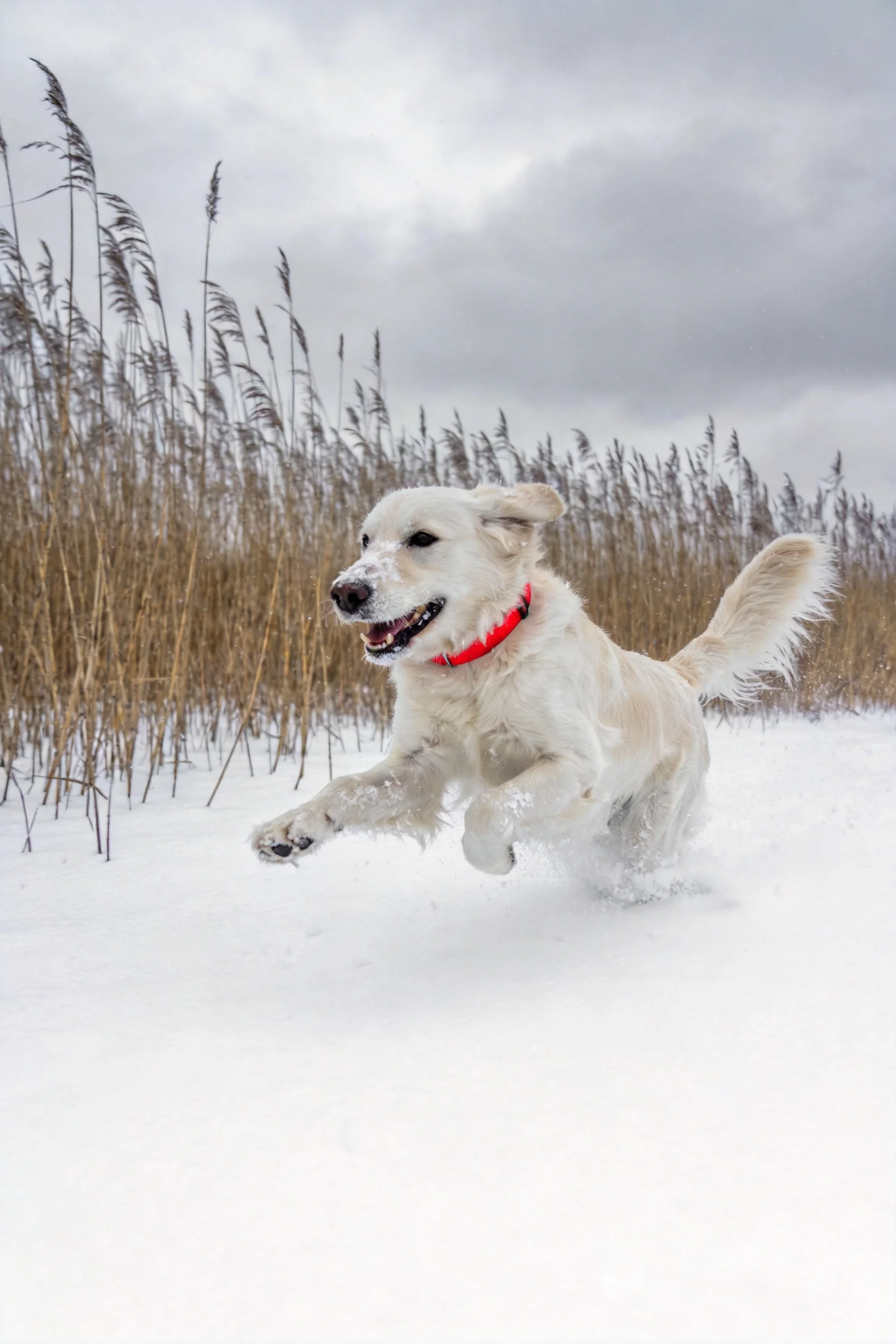 一只金毛寻回犬在雪地中奔跑,白色毛发沾有雪花,红色项圈清晰可见。