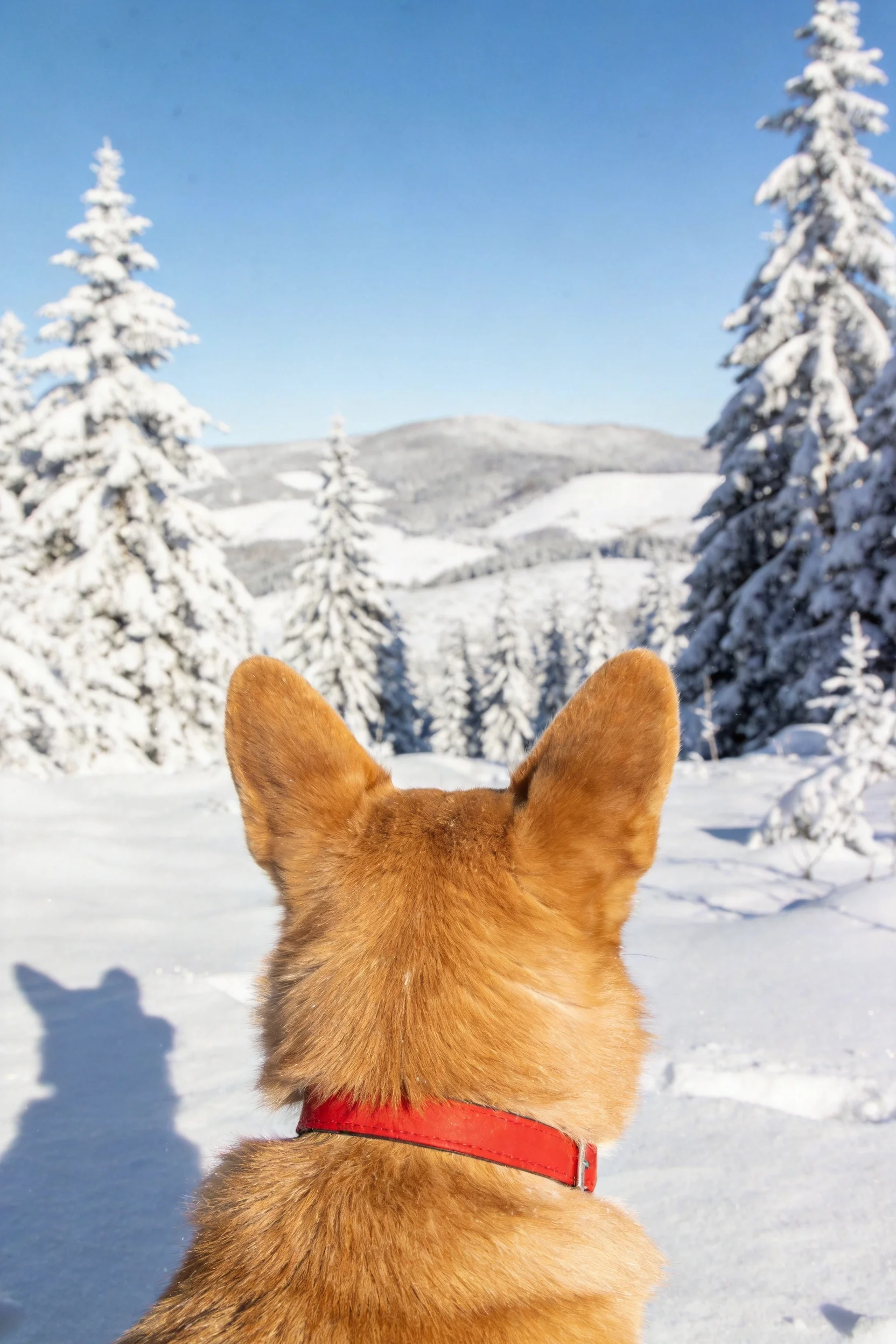 威尔士柯基犬有着浅棕色毛发和红色项圈,正安静地看向远方雪景。