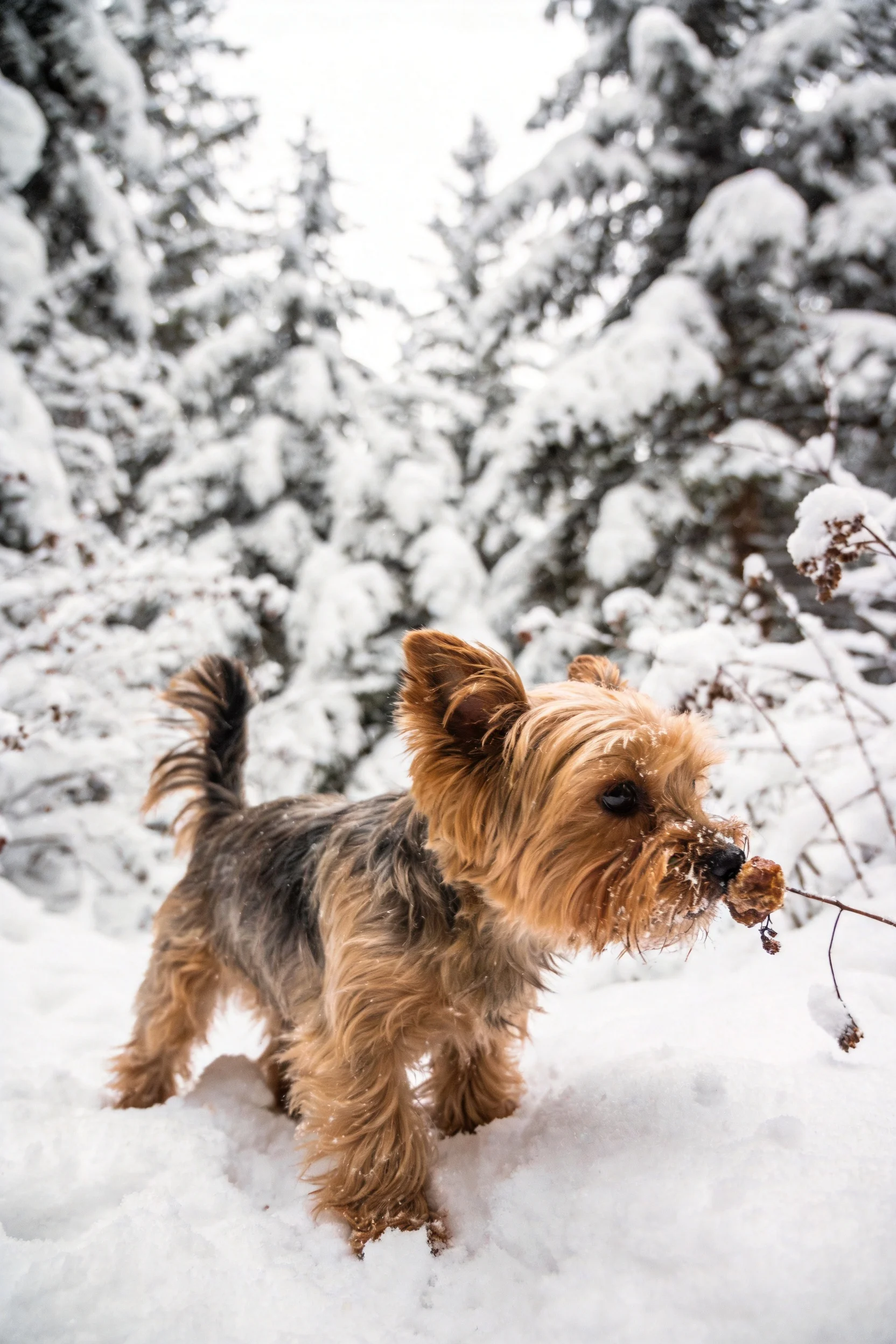 约克夏梗犬叼着树枝站在雪地里,浅棕色带深色的丝质毛发沾着雪花,耳朵竖起专注观察。