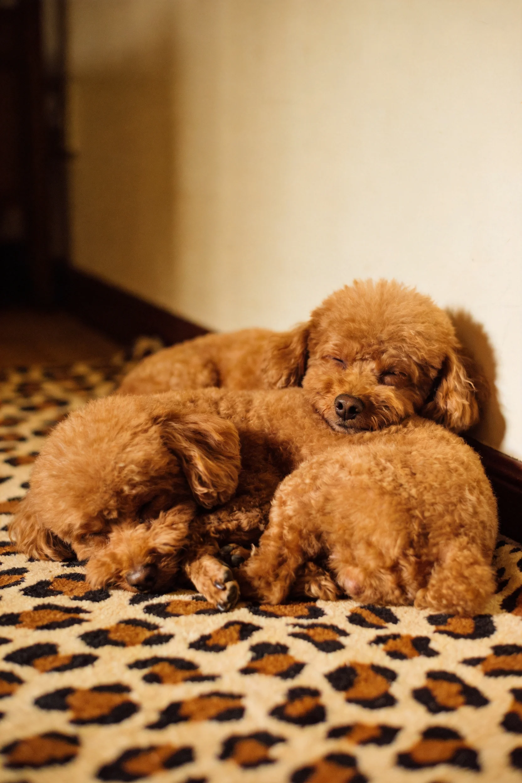 几只玩具贵宾犬依偎在一起,红棕色卷曲毛发清晰可见,处于休息状态。