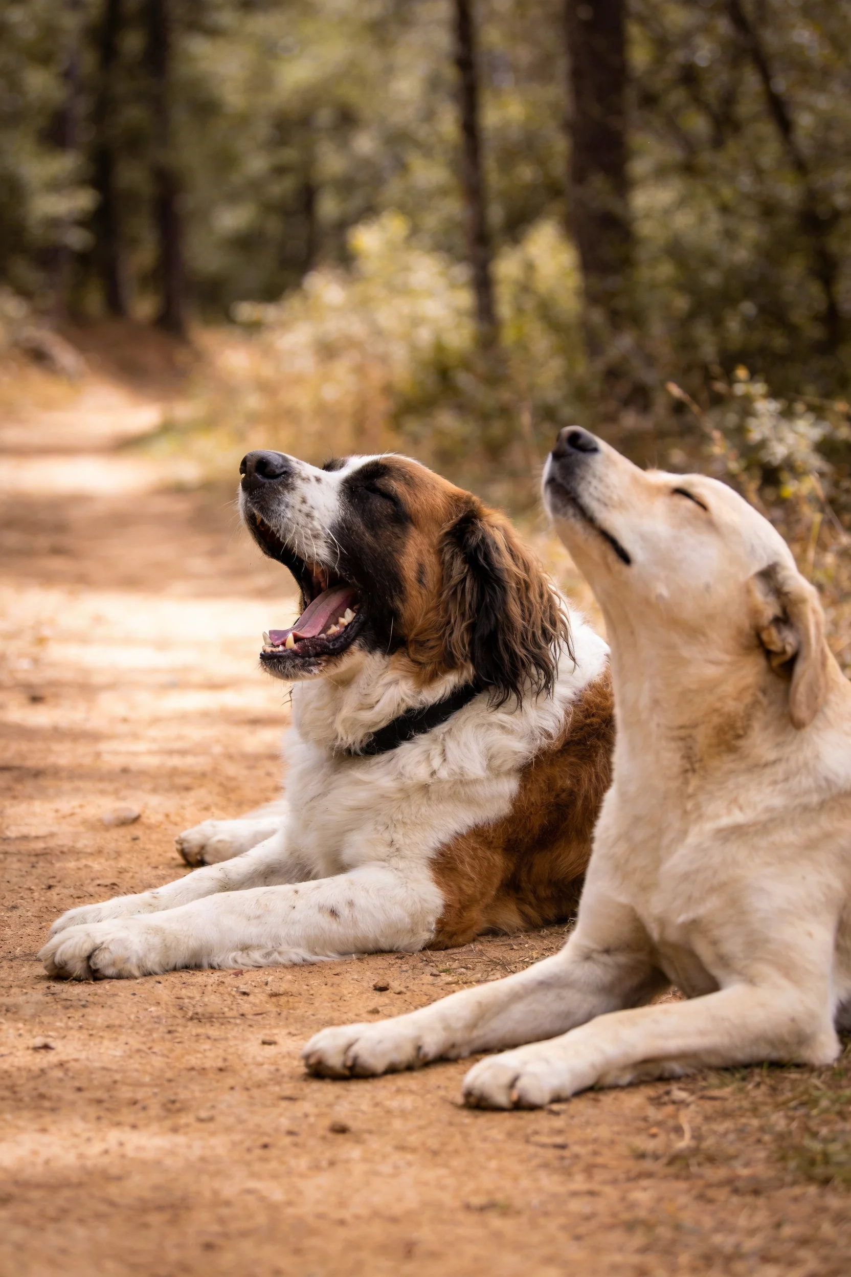 圣伯纳犬张着嘴趴在林间土路上,毛发蓬松洁白带有深棕色斑纹。