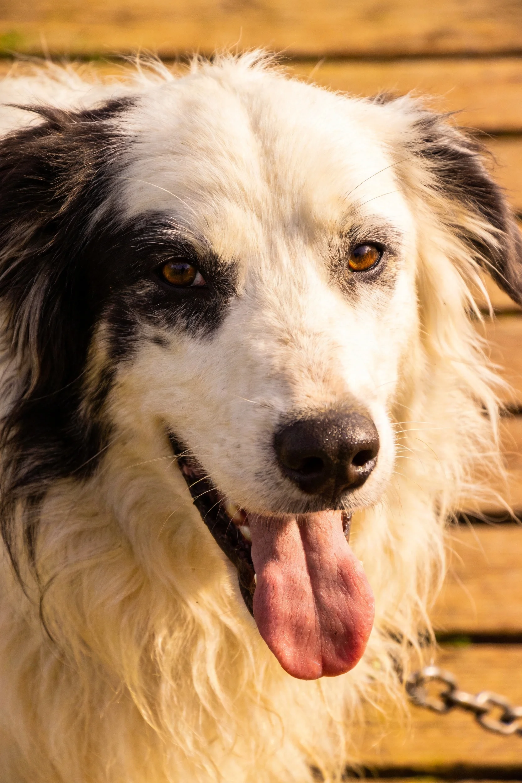 黑白长毛混种犬张着嘴露出粉红色舌头,毛发蓬松柔软。