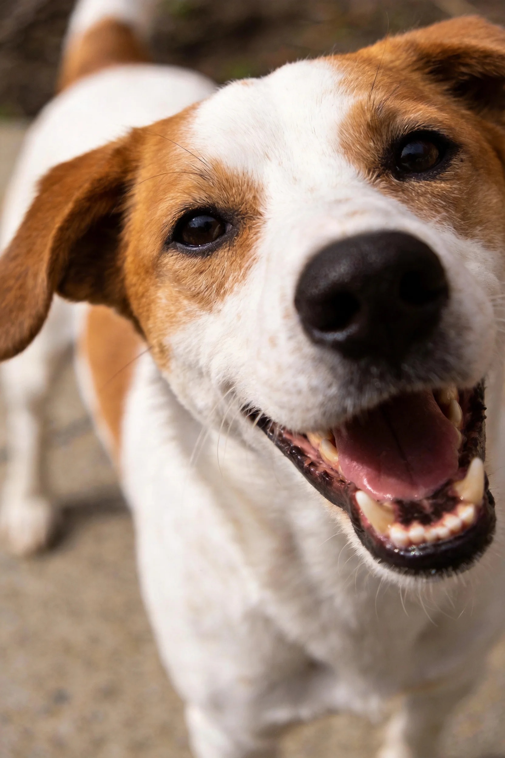 杰克罗素混血犬嘴巴张开露出洁白的牙齿和粉红色的口腔内部。