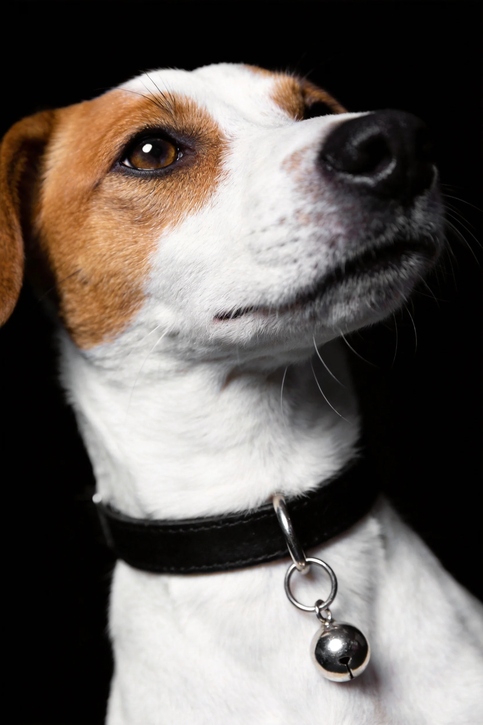 小型杰克罗素梗犬佩戴黑色项圈,项圈挂有银色铃铛,面部棕白相间,眼神向上凝视。