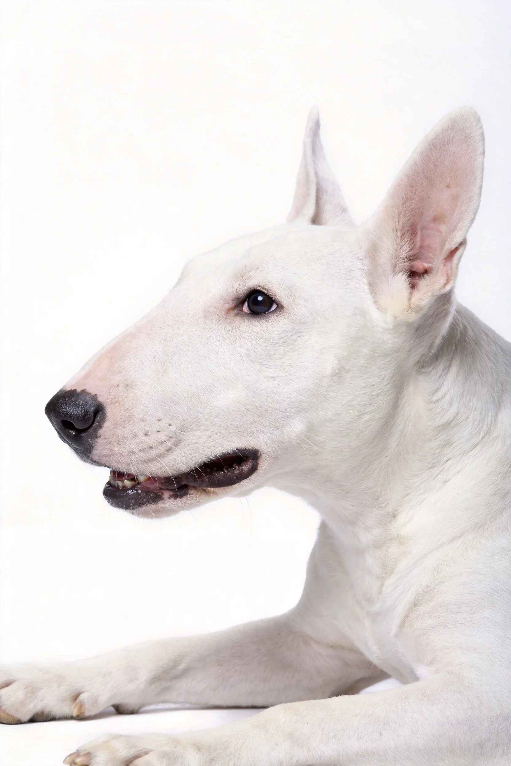 白英国牛头梗犬有着雪白被毛和典型头部形态,耳朵竖起目光注视一侧。