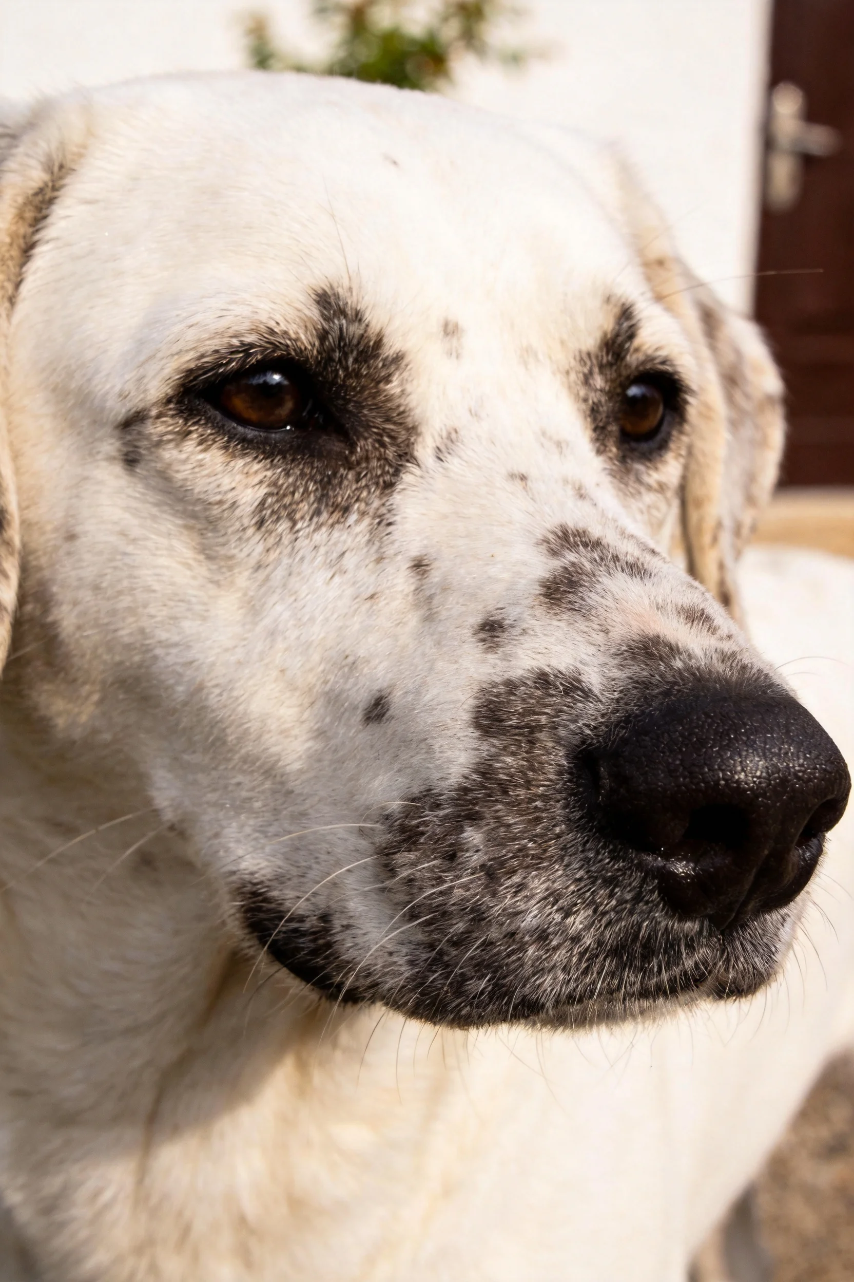 一只大白熊犬,面部有白色被毛和深色斑纹,眼神明亮清澈。