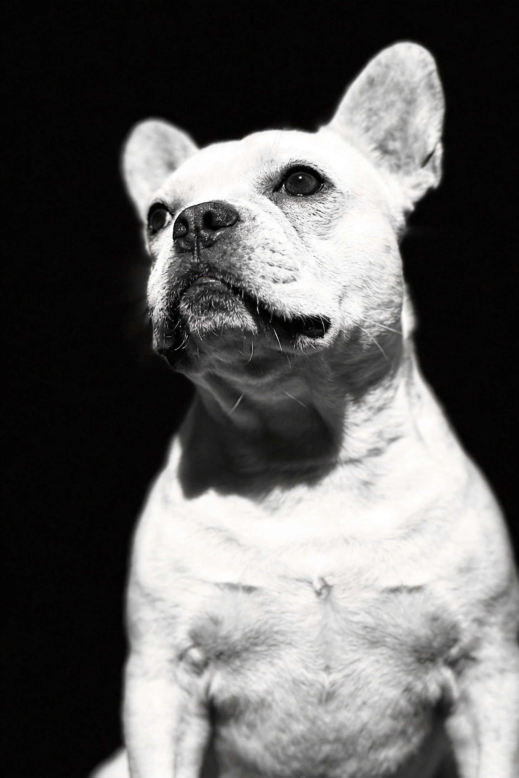 法国斗牛犬有着圆润的面部和竖立的耳朵,黑色的眼睛明亮有神,胸部肌肉线条清晰可见。
