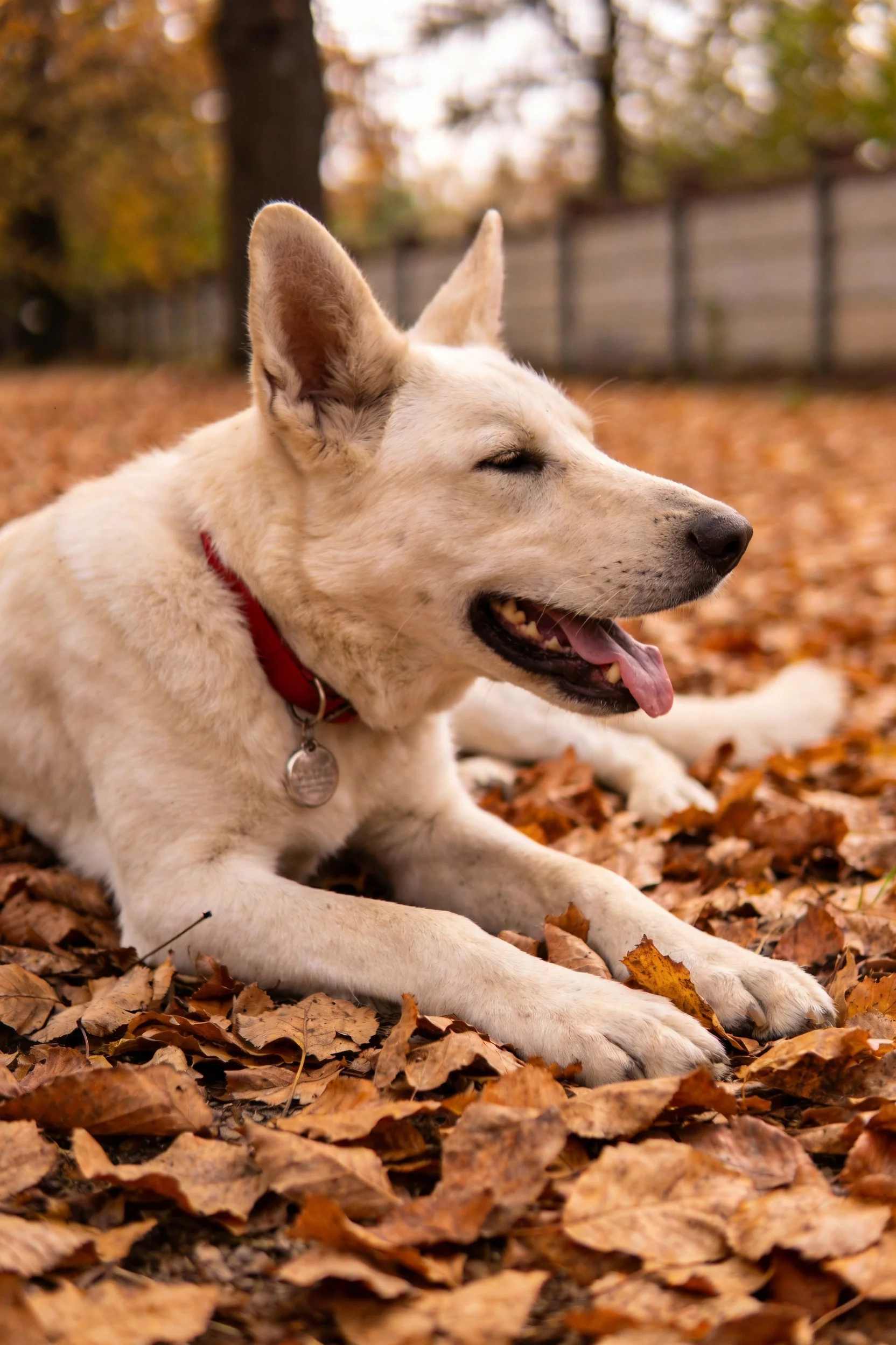 一只白瑞士牧羊犬趴在满是秋叶的地面上,嘴巴张开露出舌头和牙齿,周围是金黄色的落叶。