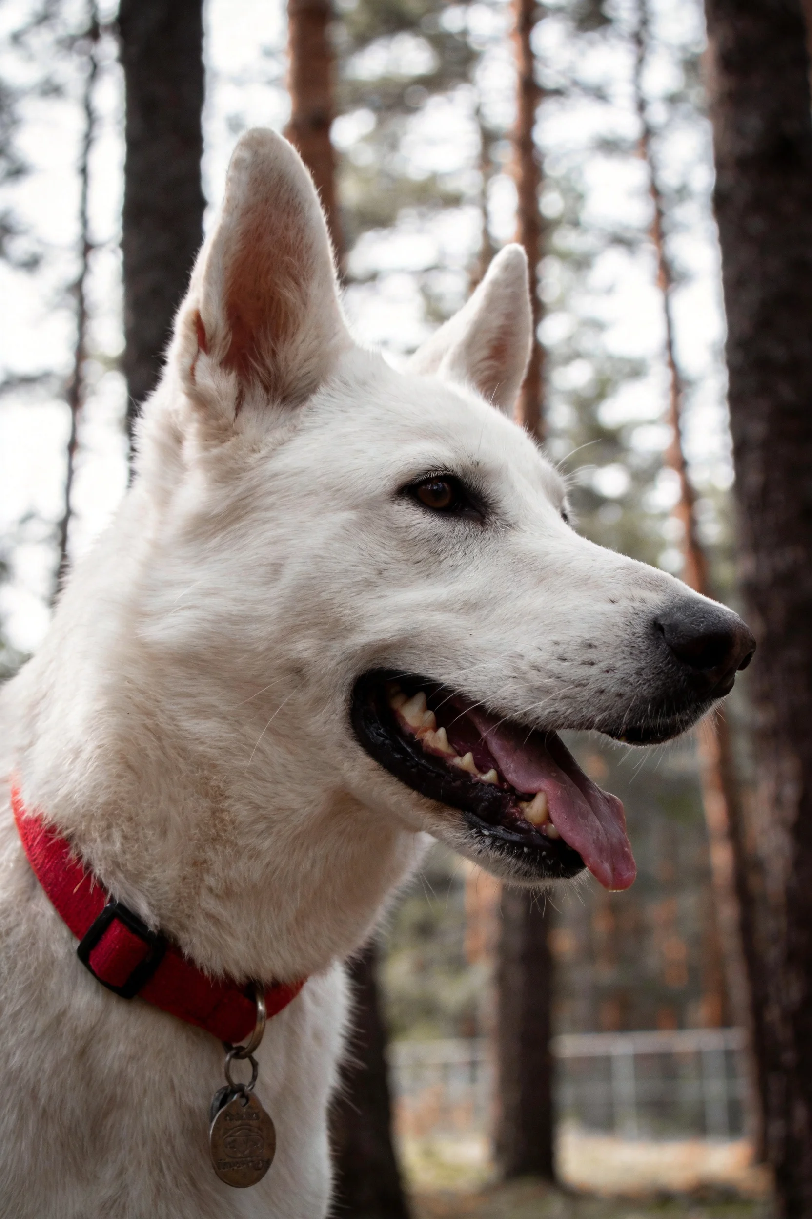 白瑞士牧羊犬张开嘴巴,露出牙齿和湿润的舌头,佩戴红色项圈,处于森林环境中。