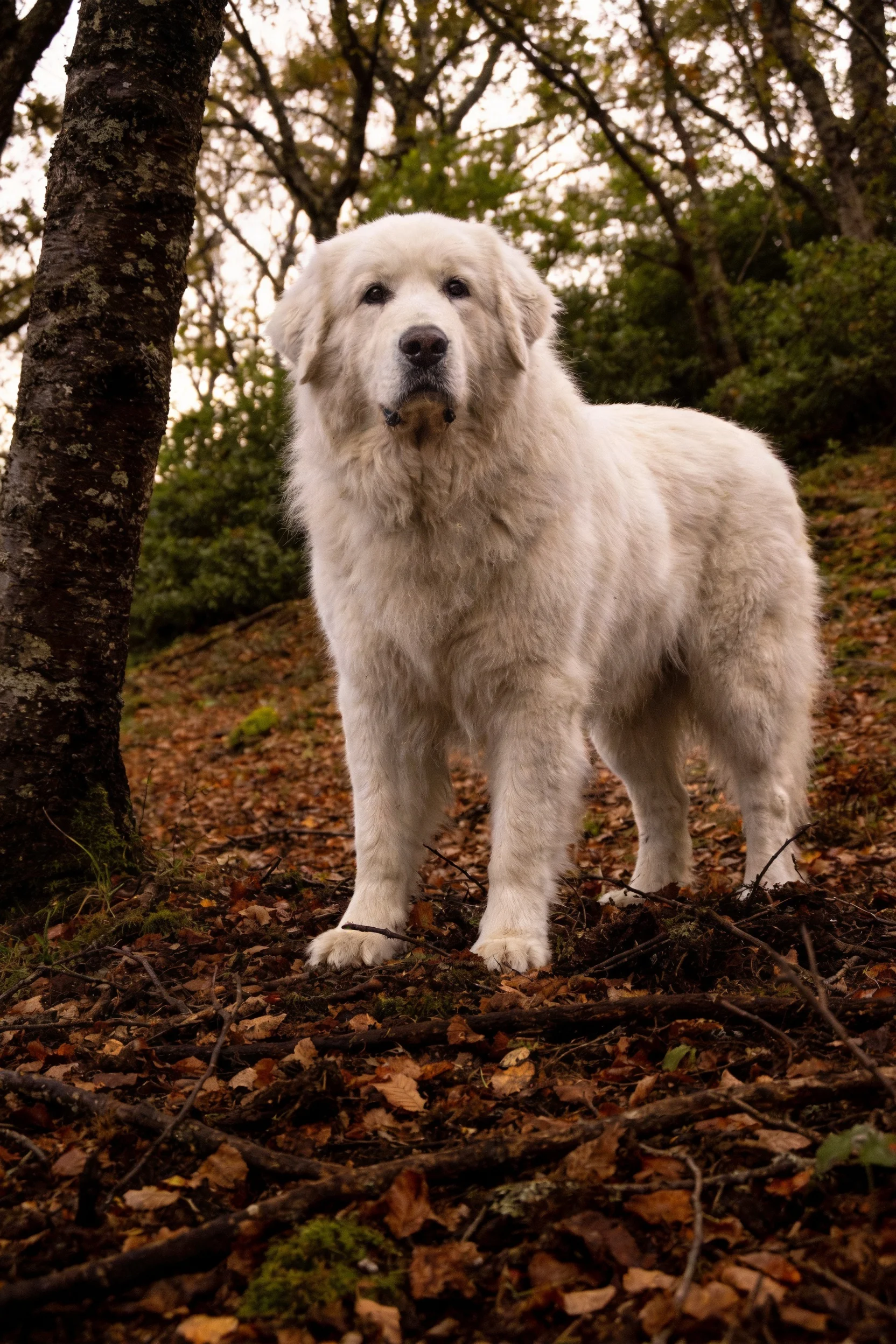 一只大白熊犬有着蓬松洁白的毛发,正安静地站在满是落叶的林间地面。