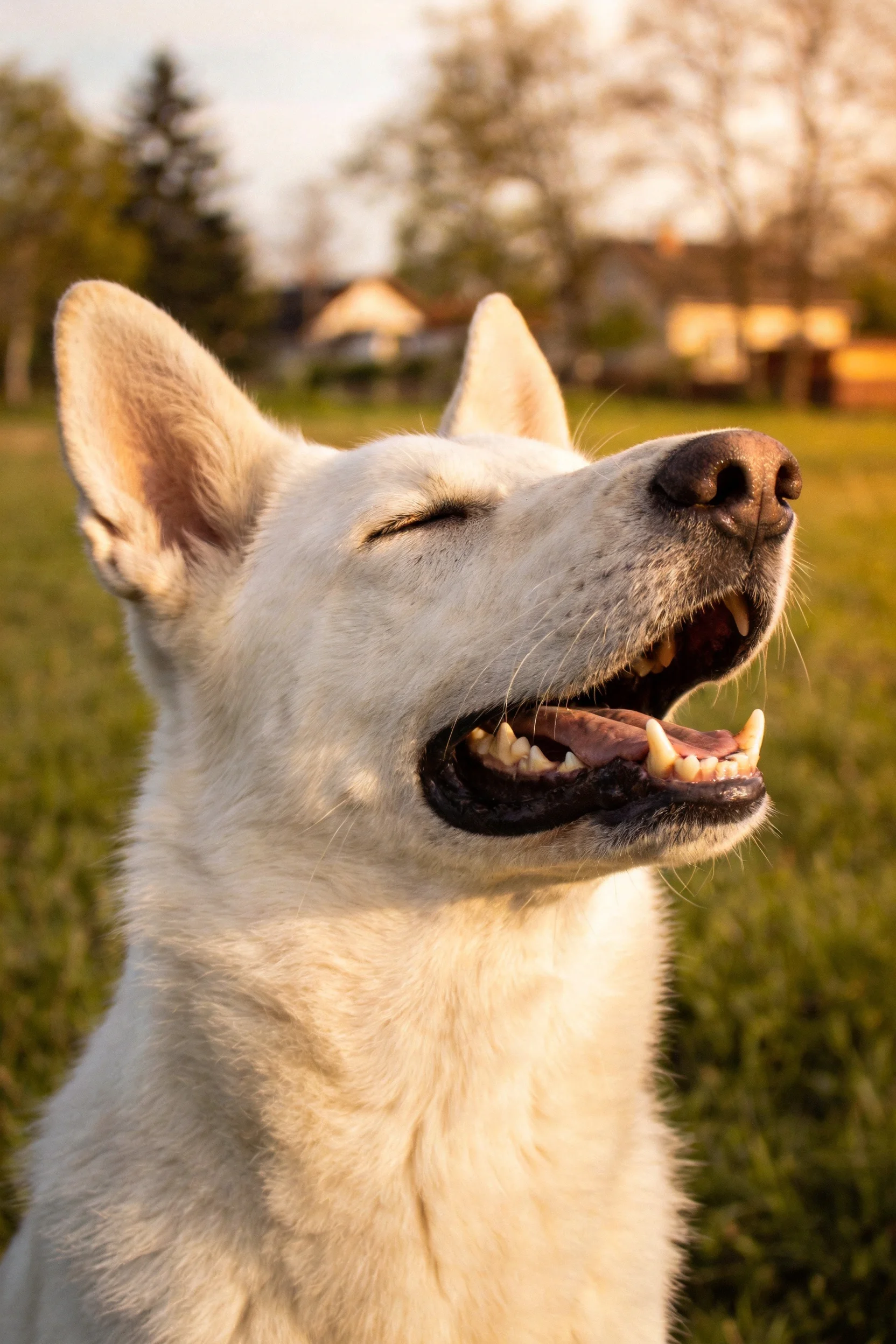 白色柴犬闭眼张口，展现出洁白被毛与张开的大嘴细节。
