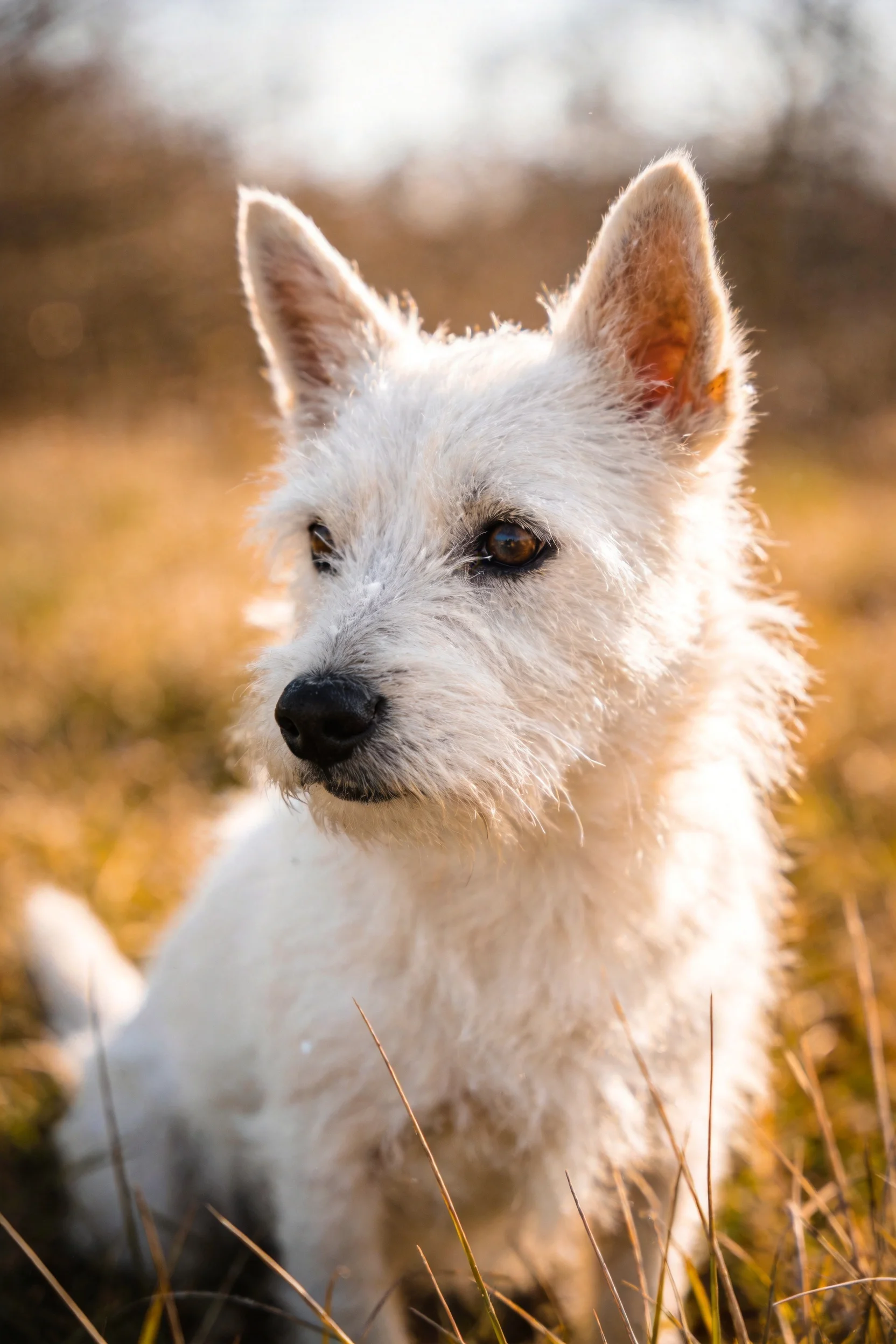 西高地白梗犬有着洁白的蓬松被毛和黑色的鼻头，目光专注地凝视前方。