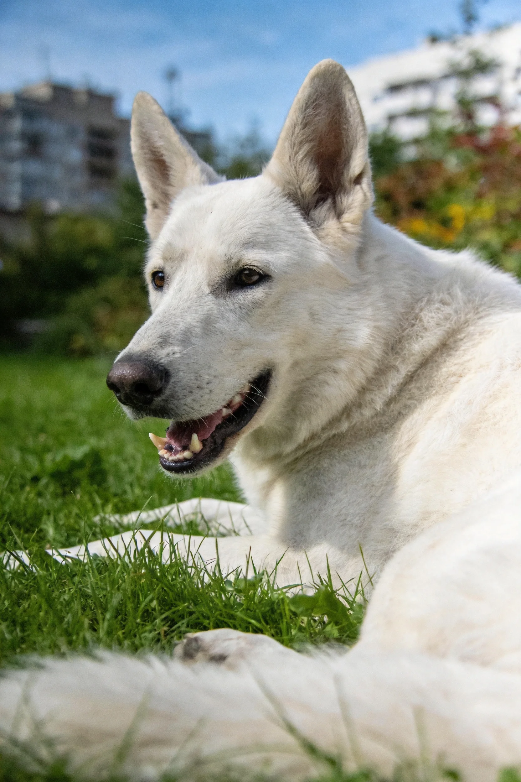 白瑞士牧羊犬嘴巴张开露出牙齿,雪白被毛在阳光下显得洁净,面部表情放松。