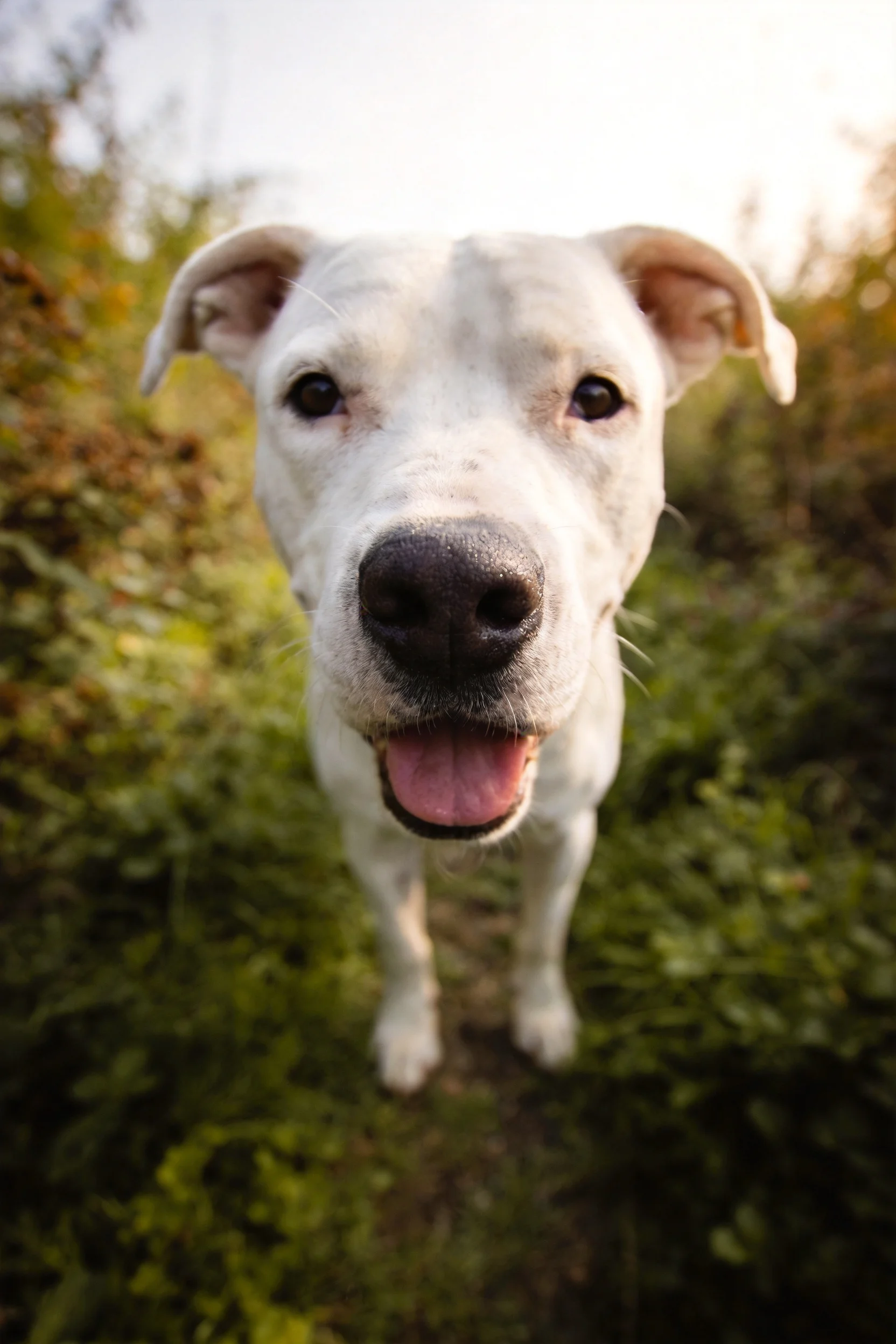 一只白色混种犬正对着镜头,黑色的鼻头和粉色的舌头清晰可见,周围环绕着茂密绿色植被。