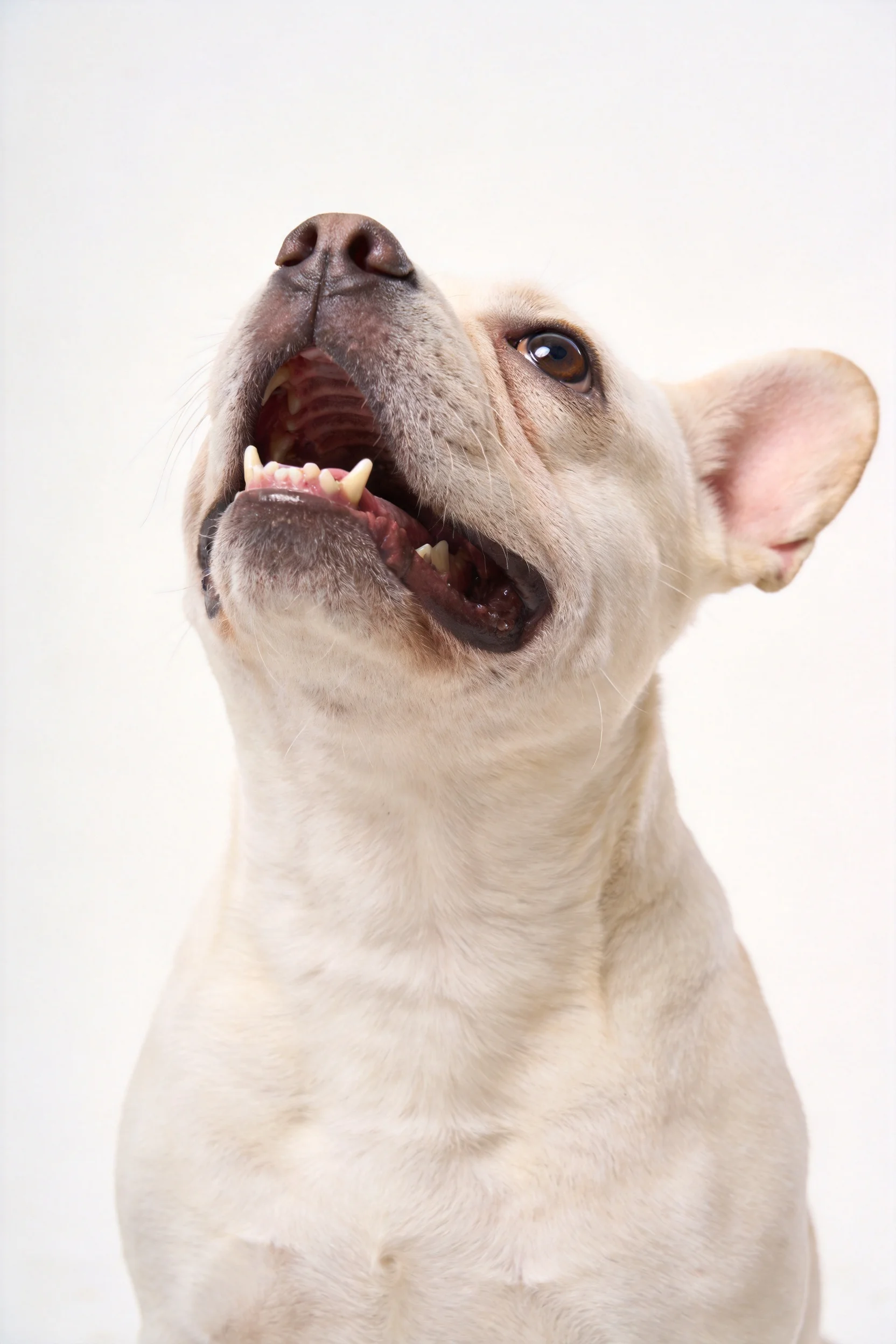 一只浅色的拉布拉多犬抬头张嘴，能看到其牙齿和口腔内部结构。