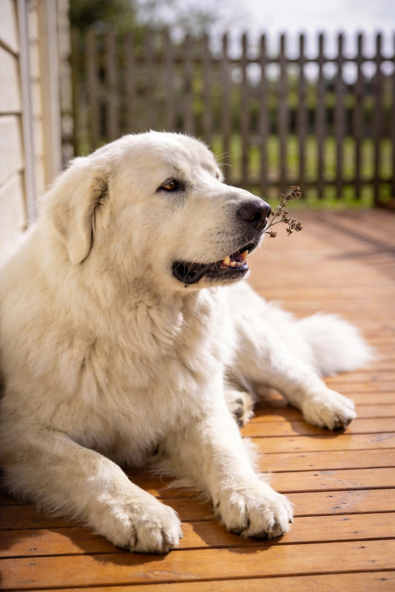 大白熊犬嘴里着带小花植物,(此处应为完整句子:大白熊犬叼着带小花植物安静躺卧在木质平台上)。