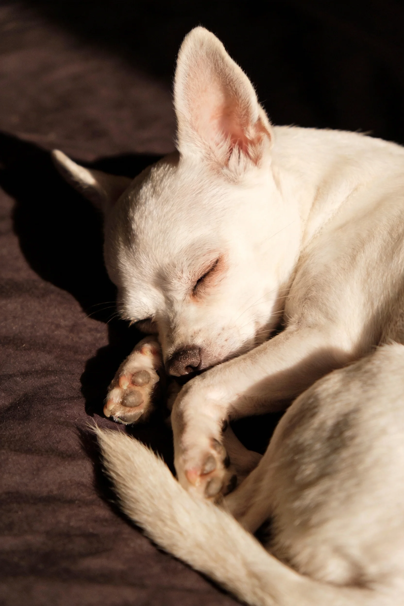 一娃娃犬安静睡眠姿态,白色短毛贴附在深色织物表面,爪部细节清晰可见。